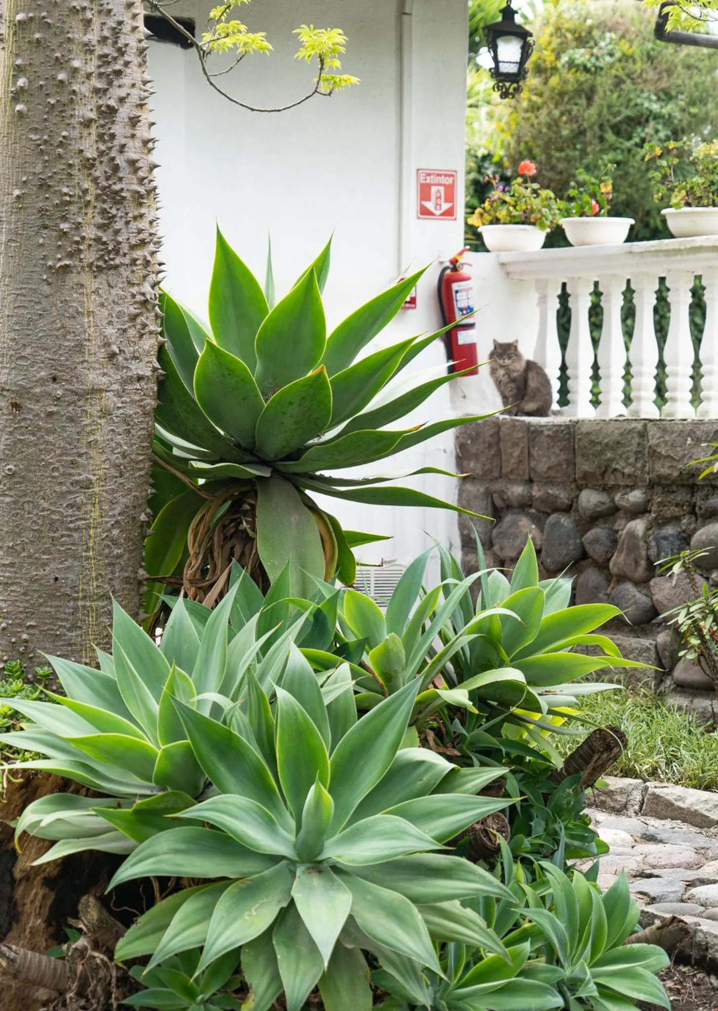 Garden view in Hotel Boutique Casa de Hacienda Su Merced