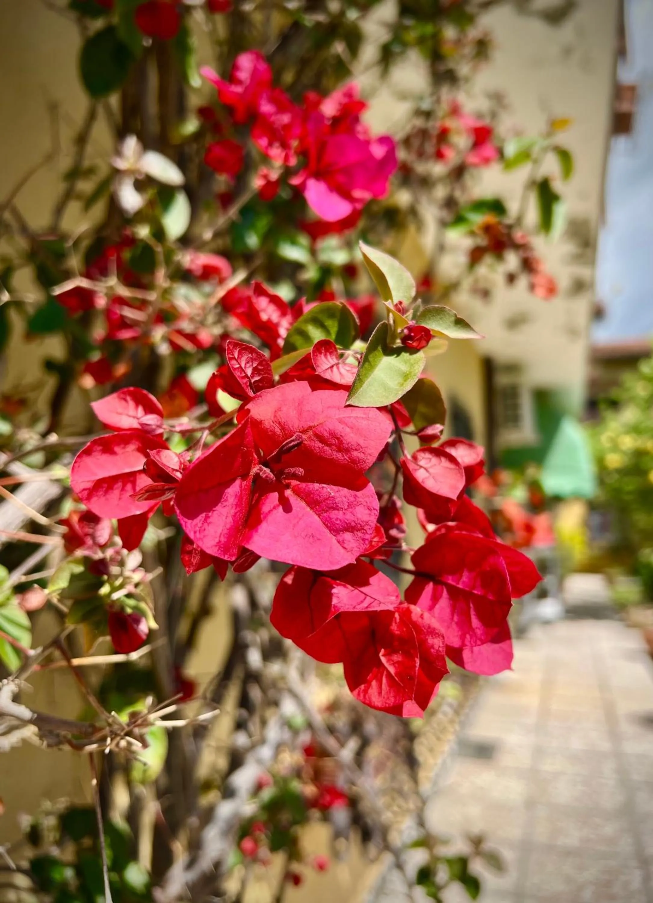 Bed&Breakfast Villa Lorena