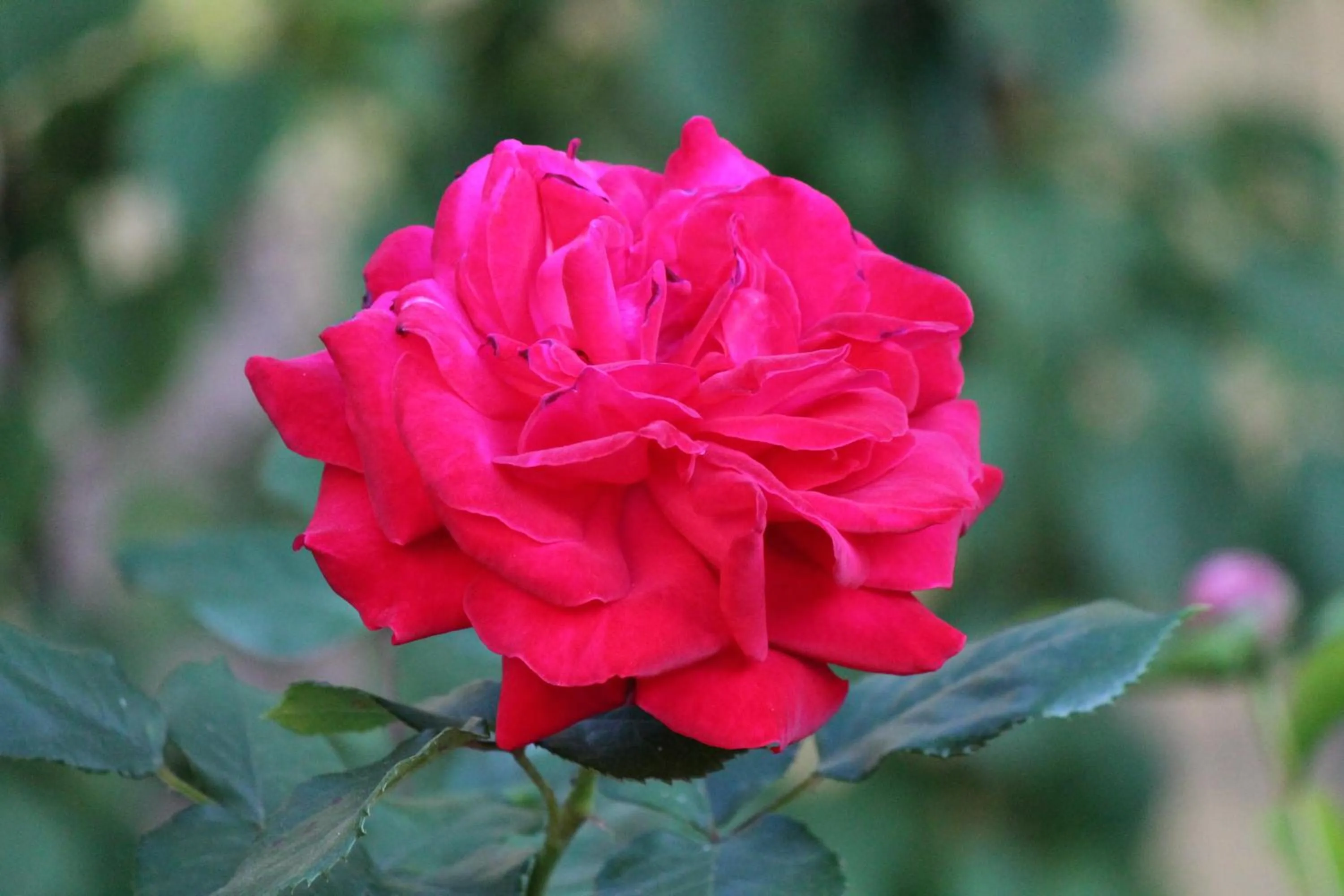 Garden view in La chambre aux hirondelles