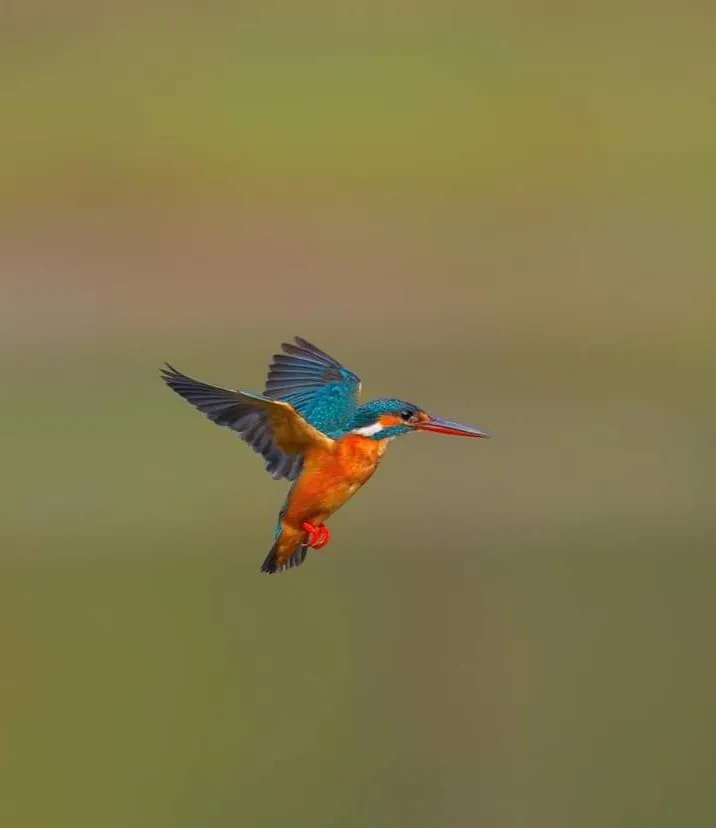 Bird's eye view in Red Earth Kabini