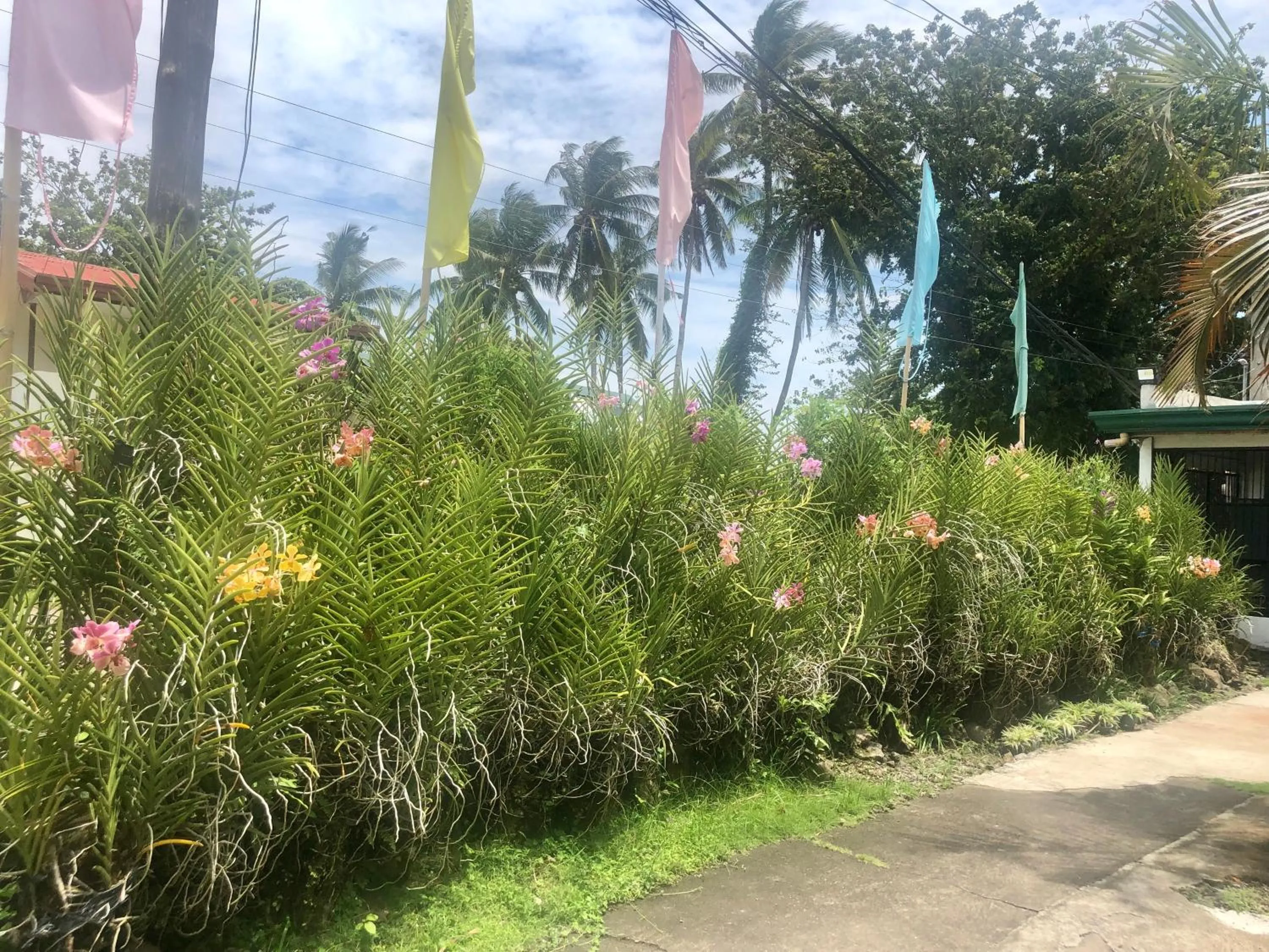 Garden in Paguia’s Cottages