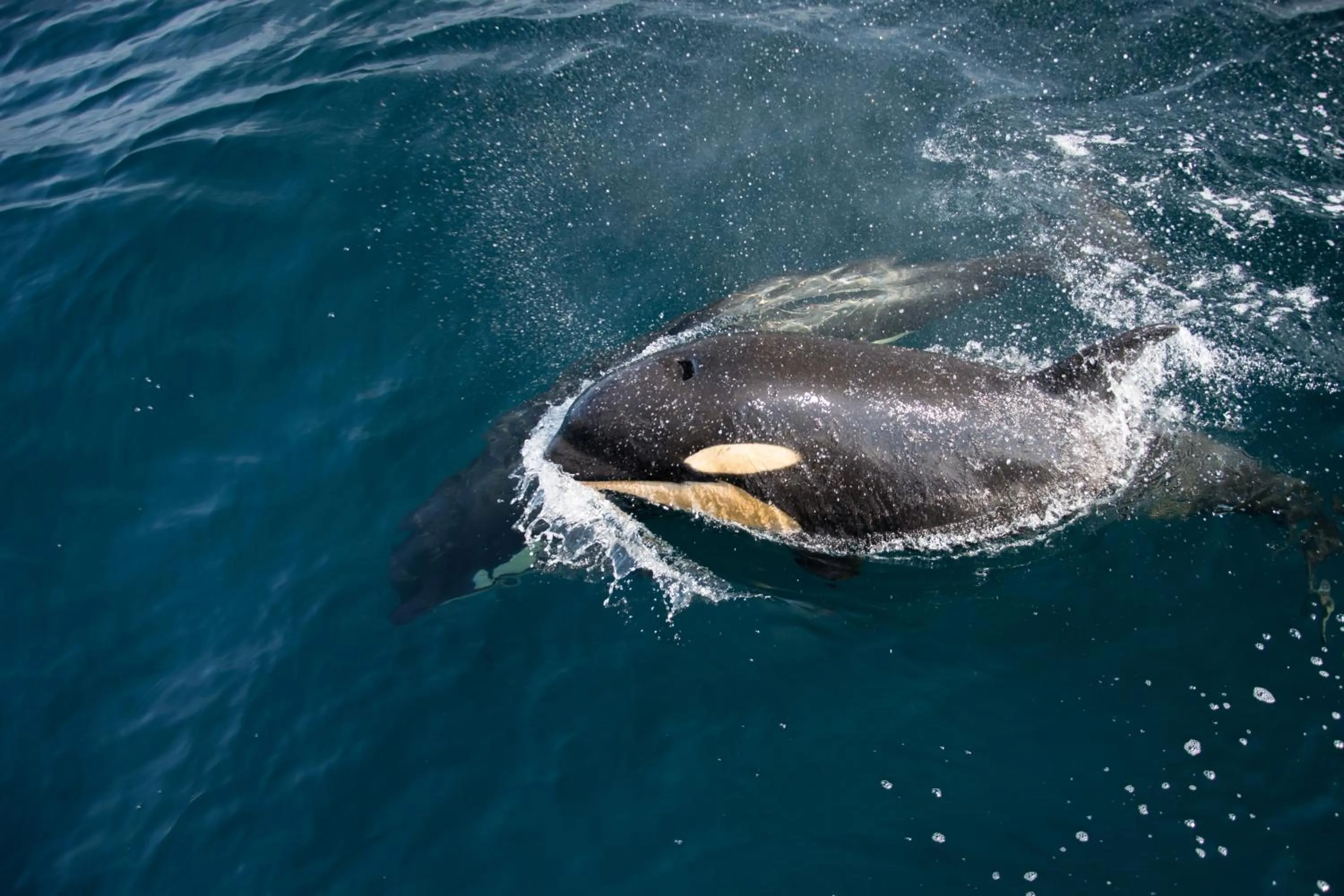 Animals in Hotel Kifu Club Shiretoko