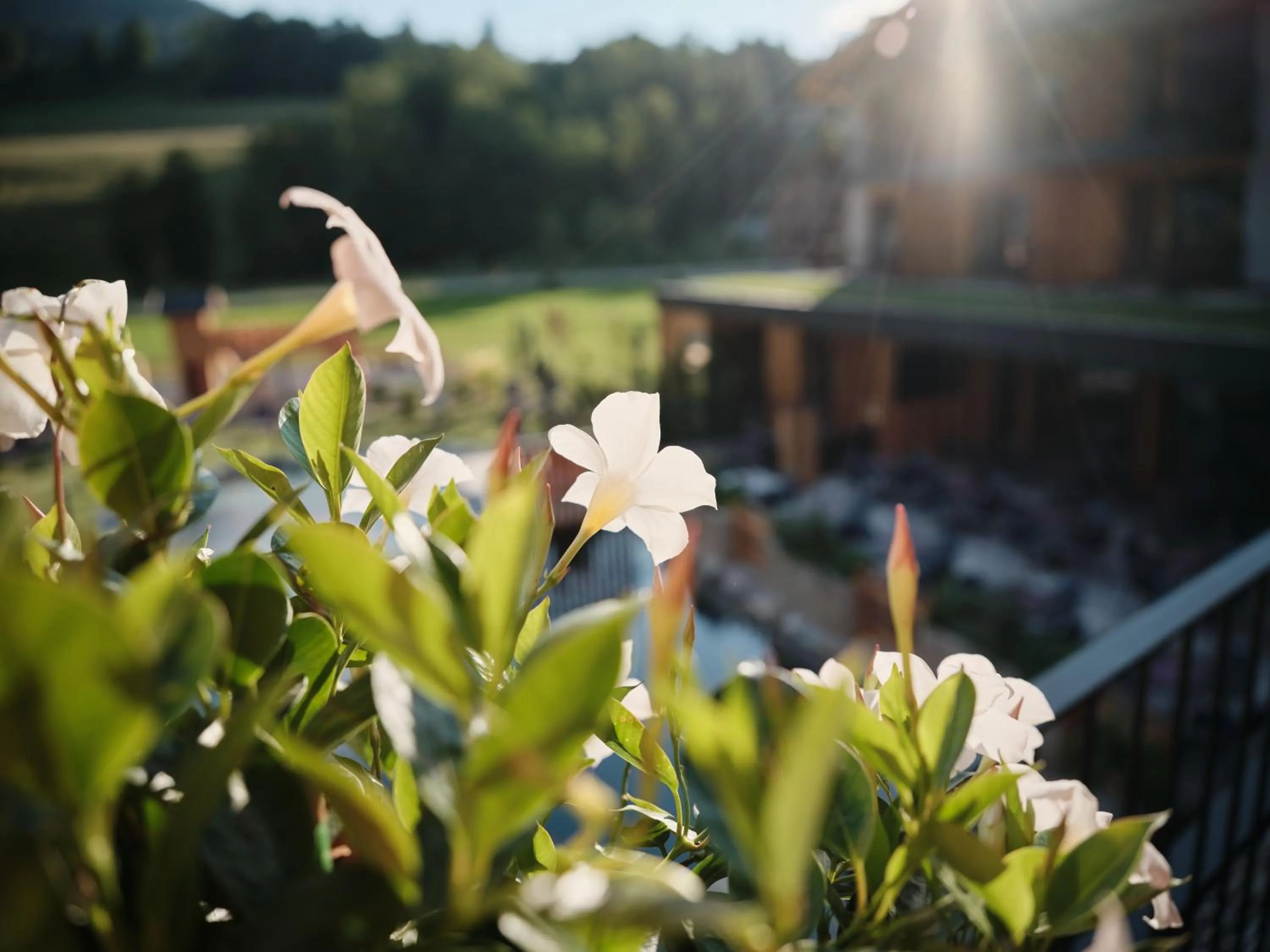 Garden in Wellness und Brunch Hotel MorgenZeit beheizter Naturpool mit Sandstrand Genuss Frühstück bis 13 Uhr Hochkönig Sommercard