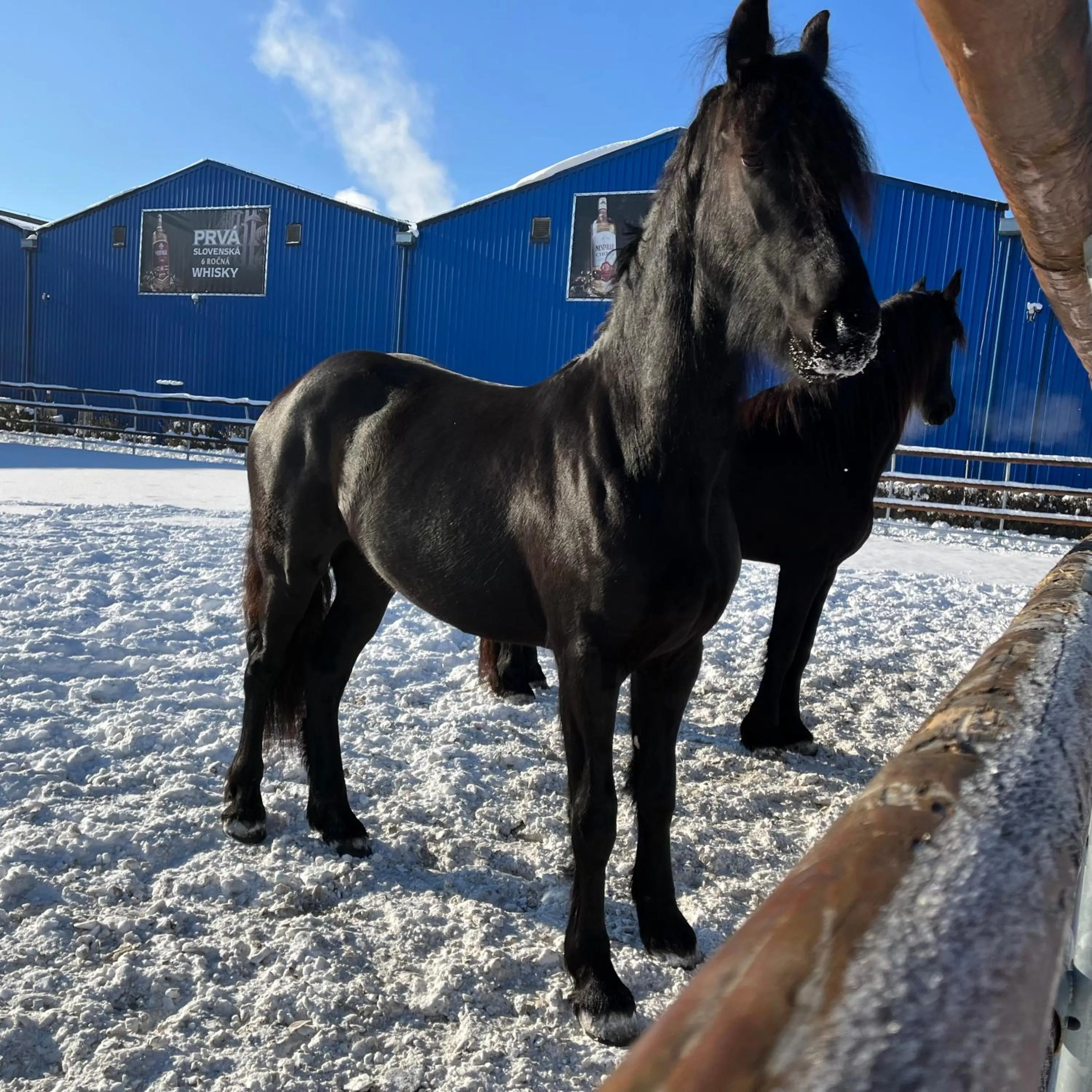 Animals in Nestville Apartments