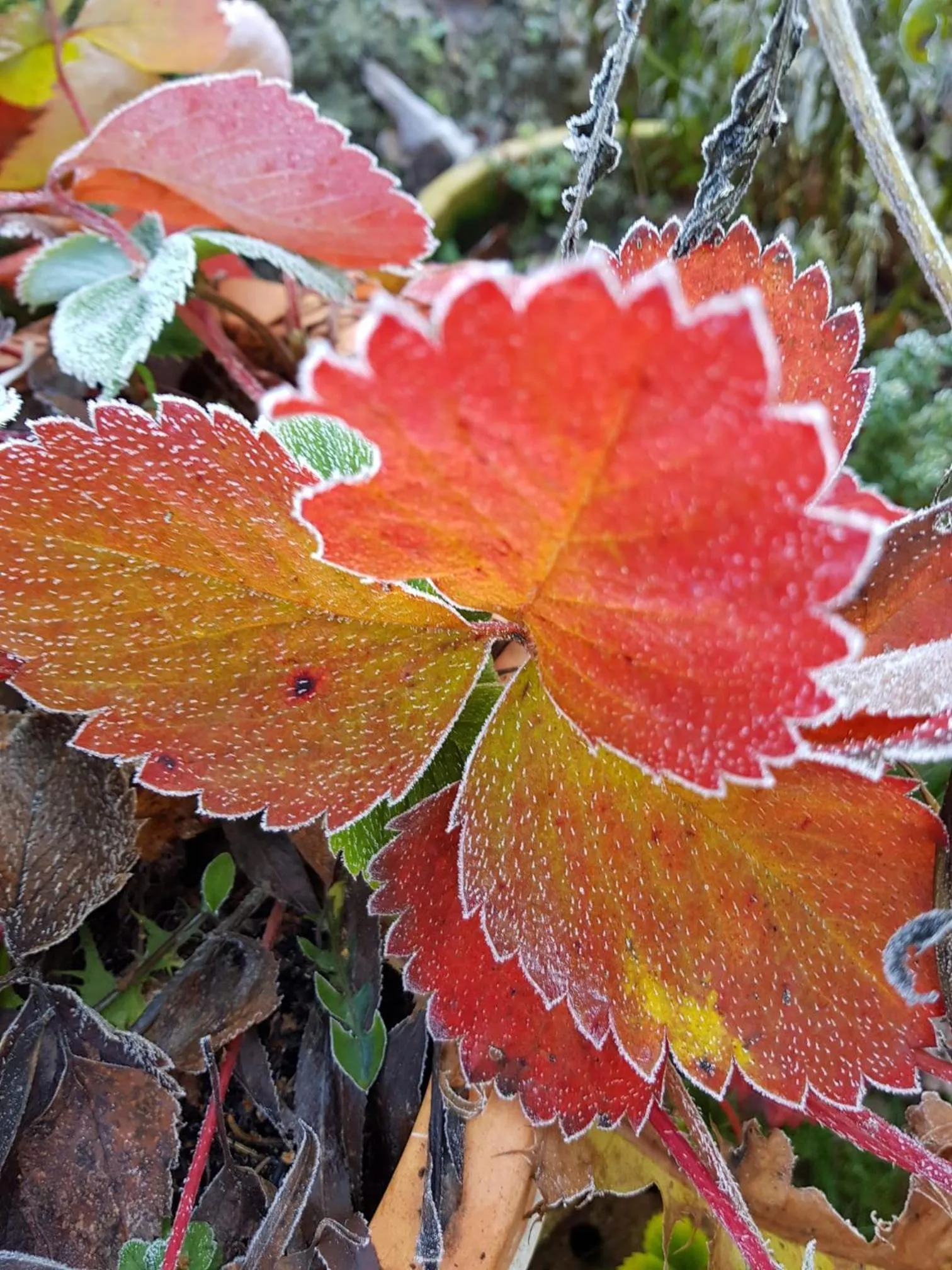 Hiking in Landhaus Gräfendhron