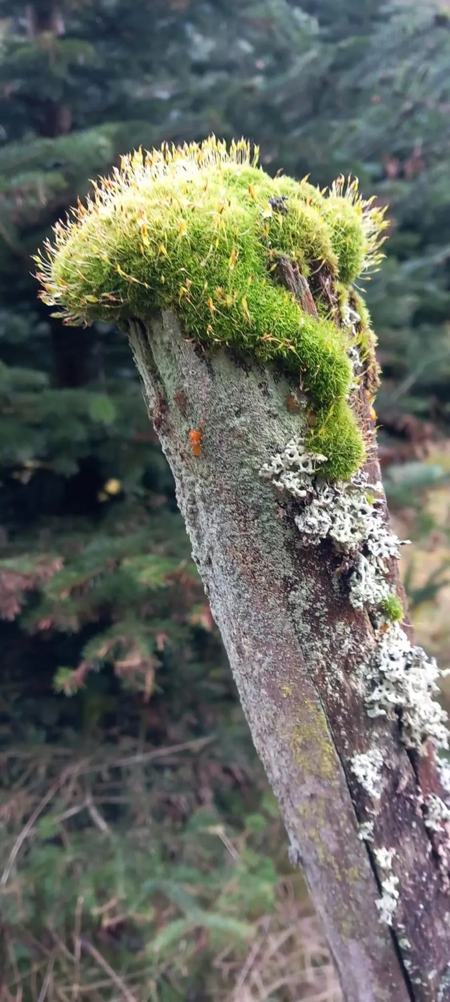 Hiking in Landhaus Gräfendhron