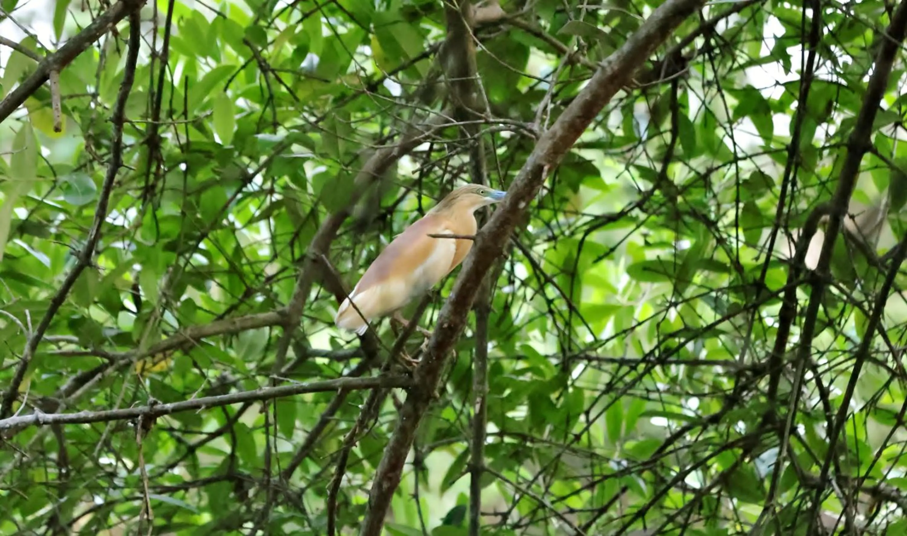 Spring in Labadi Beach Hotel