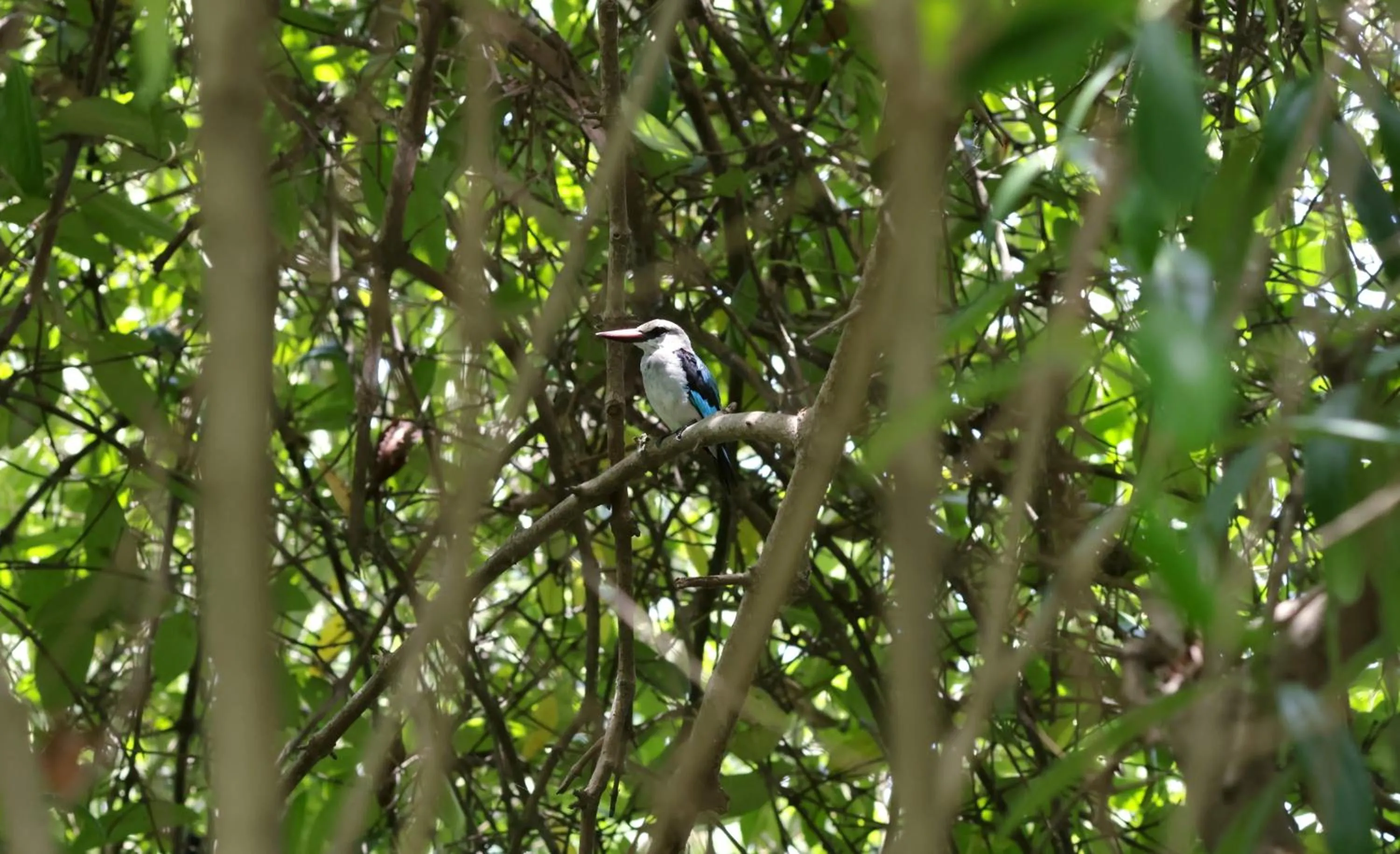 Spring in Labadi Beach Hotel