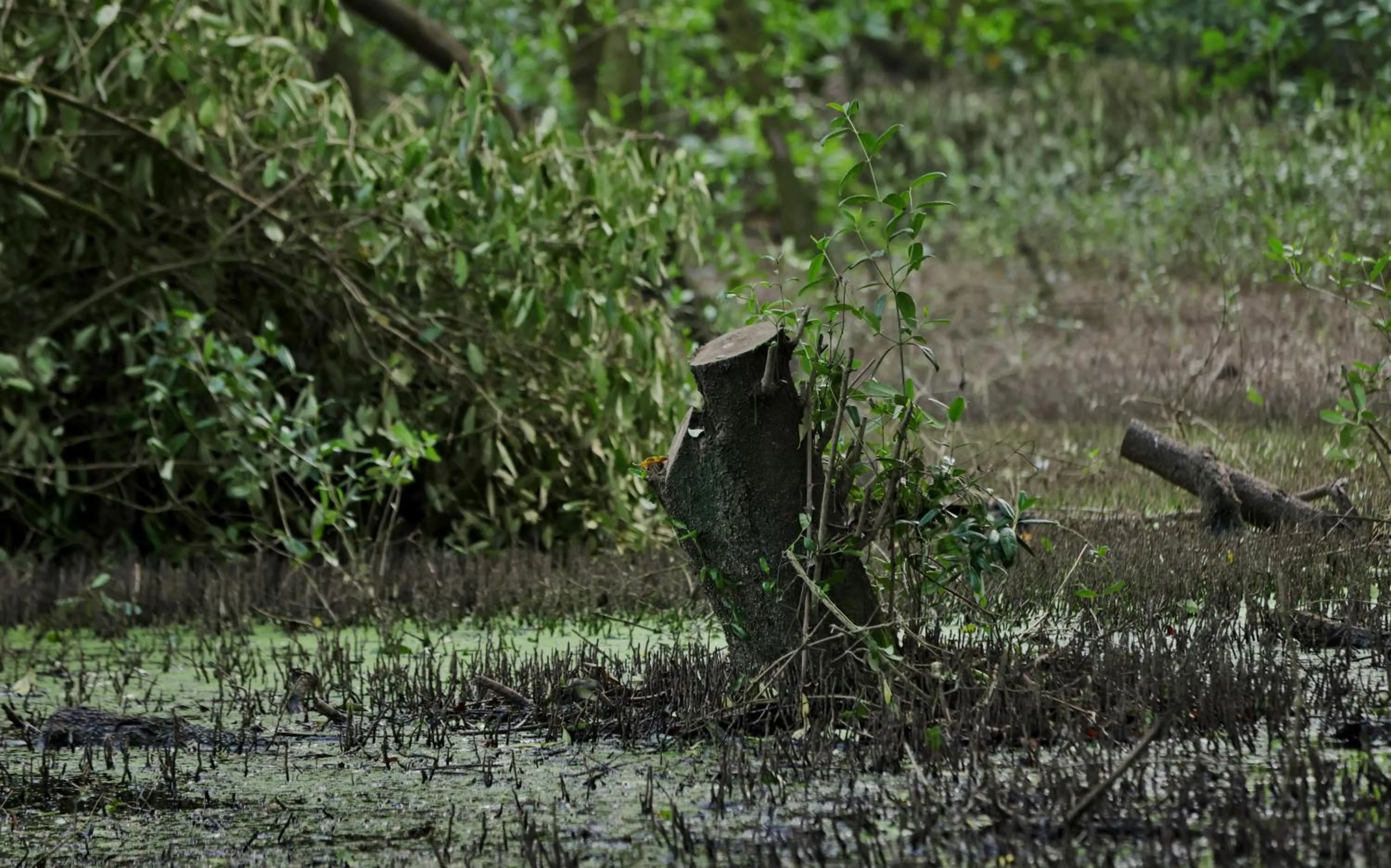Natural landscape in Labadi Beach Hotel