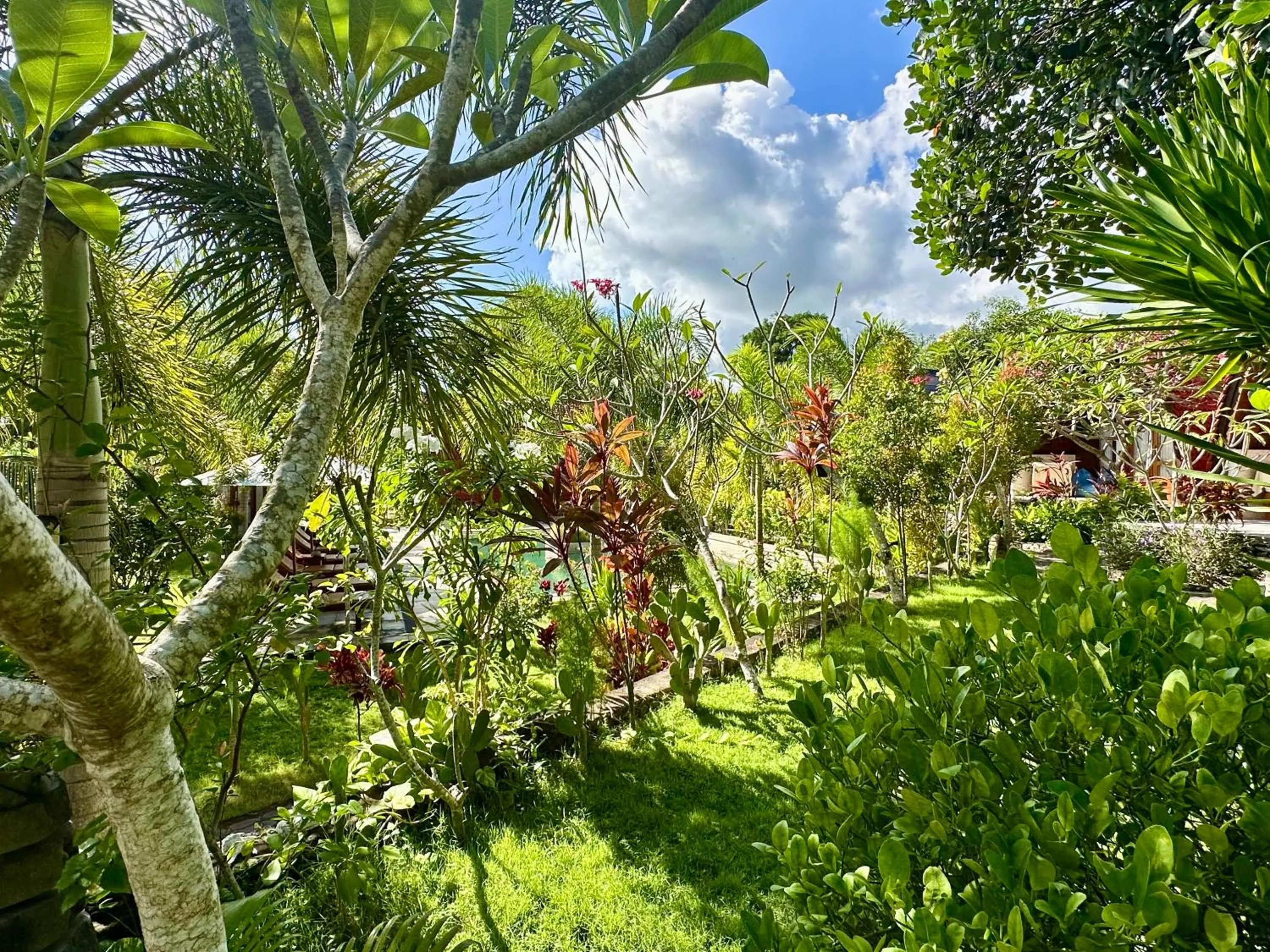 Garden in Jungle Paradise
