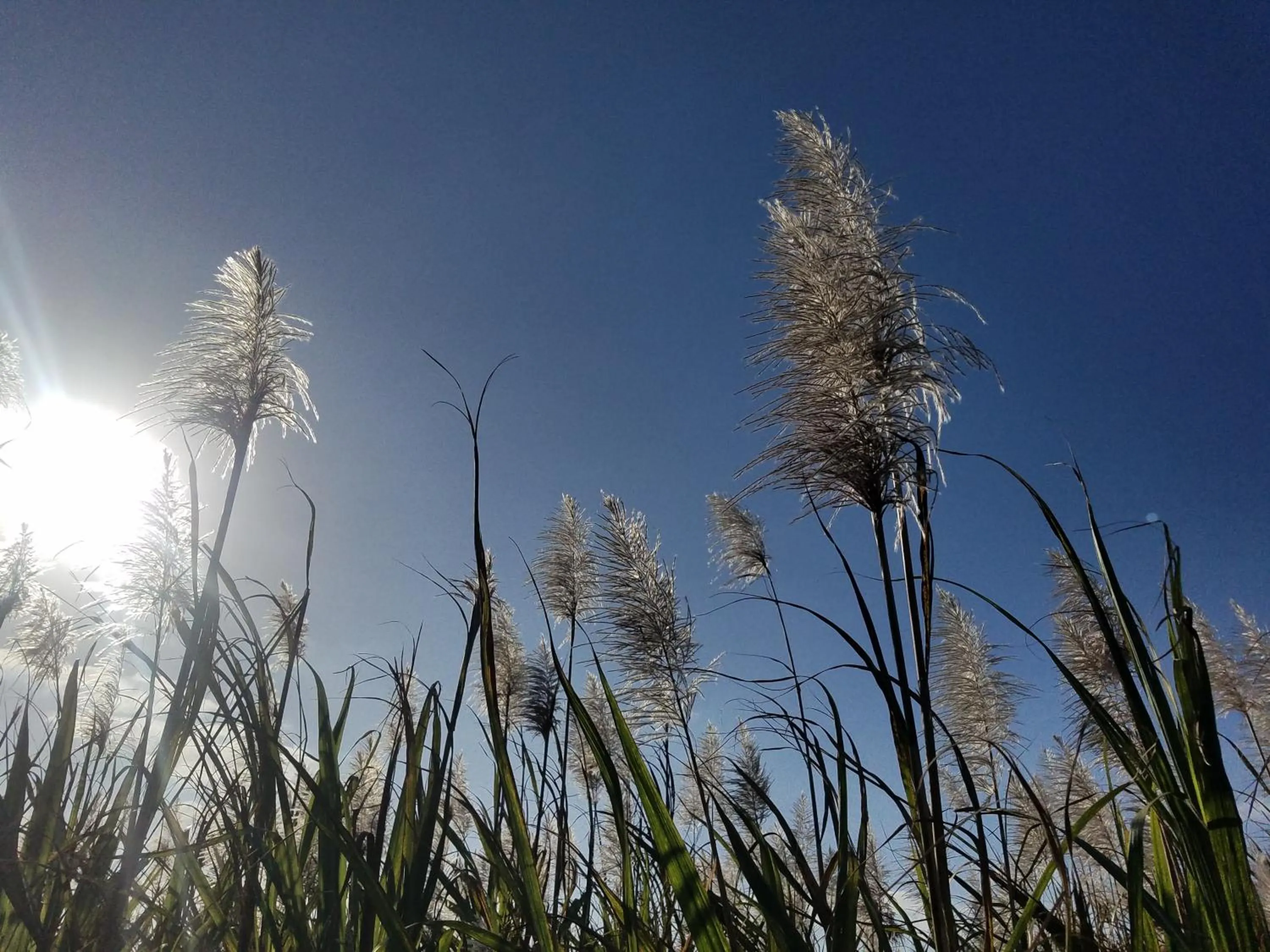 Natural landscape in Vessel Hotel Ishigakijima
