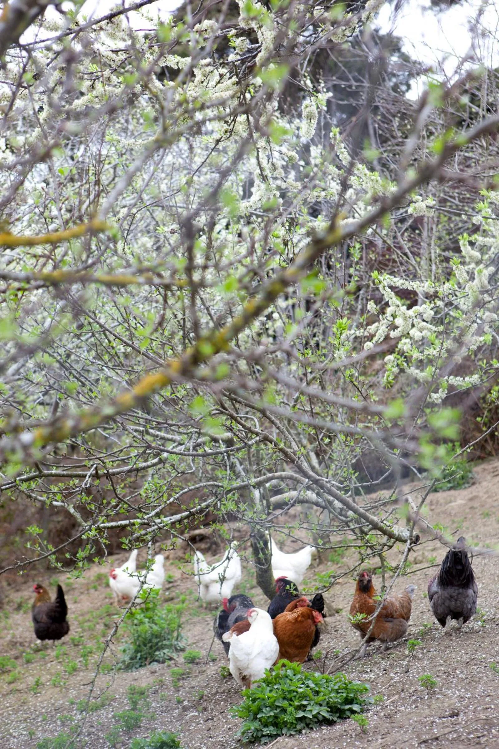 Hereweka Garden Retreat