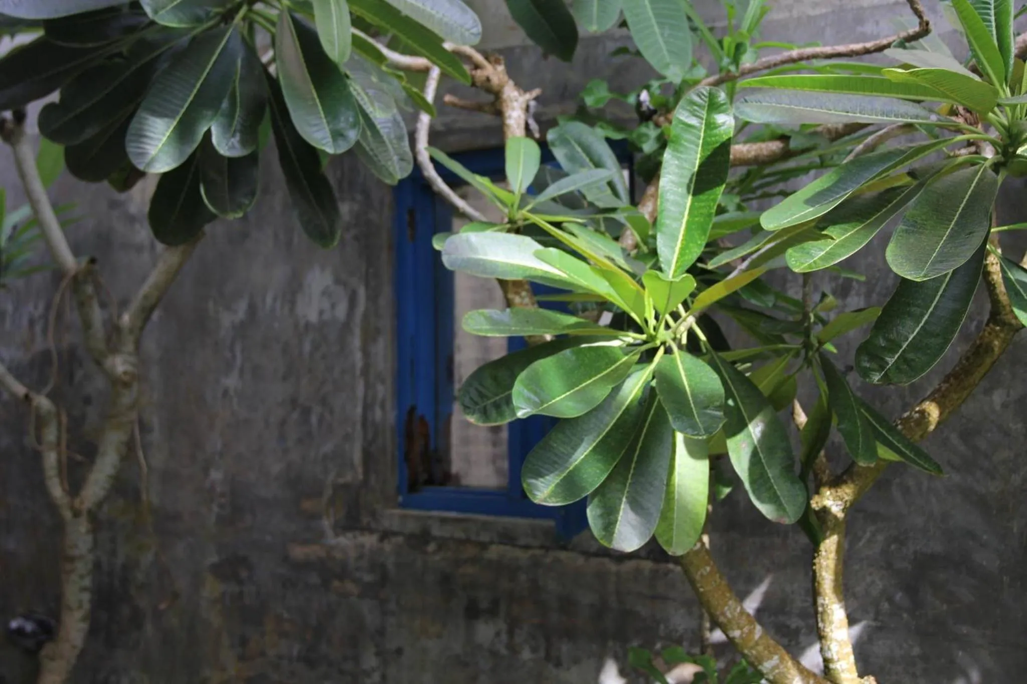 Garden in Fort Bliss