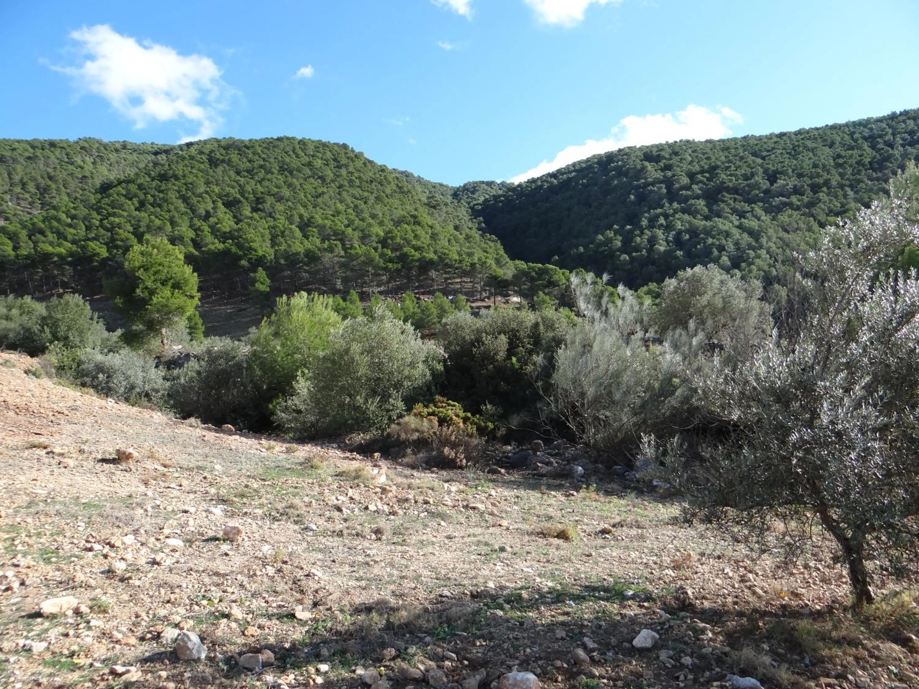 Natural landscape in Casa Arts guest rooms