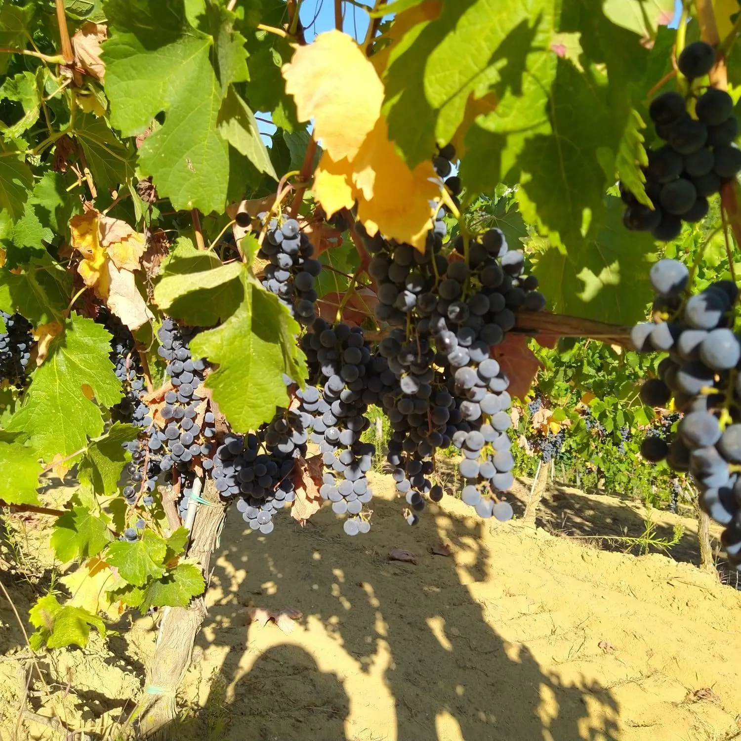 Natural landscape in La Giribaldina Winery & Farmhouse