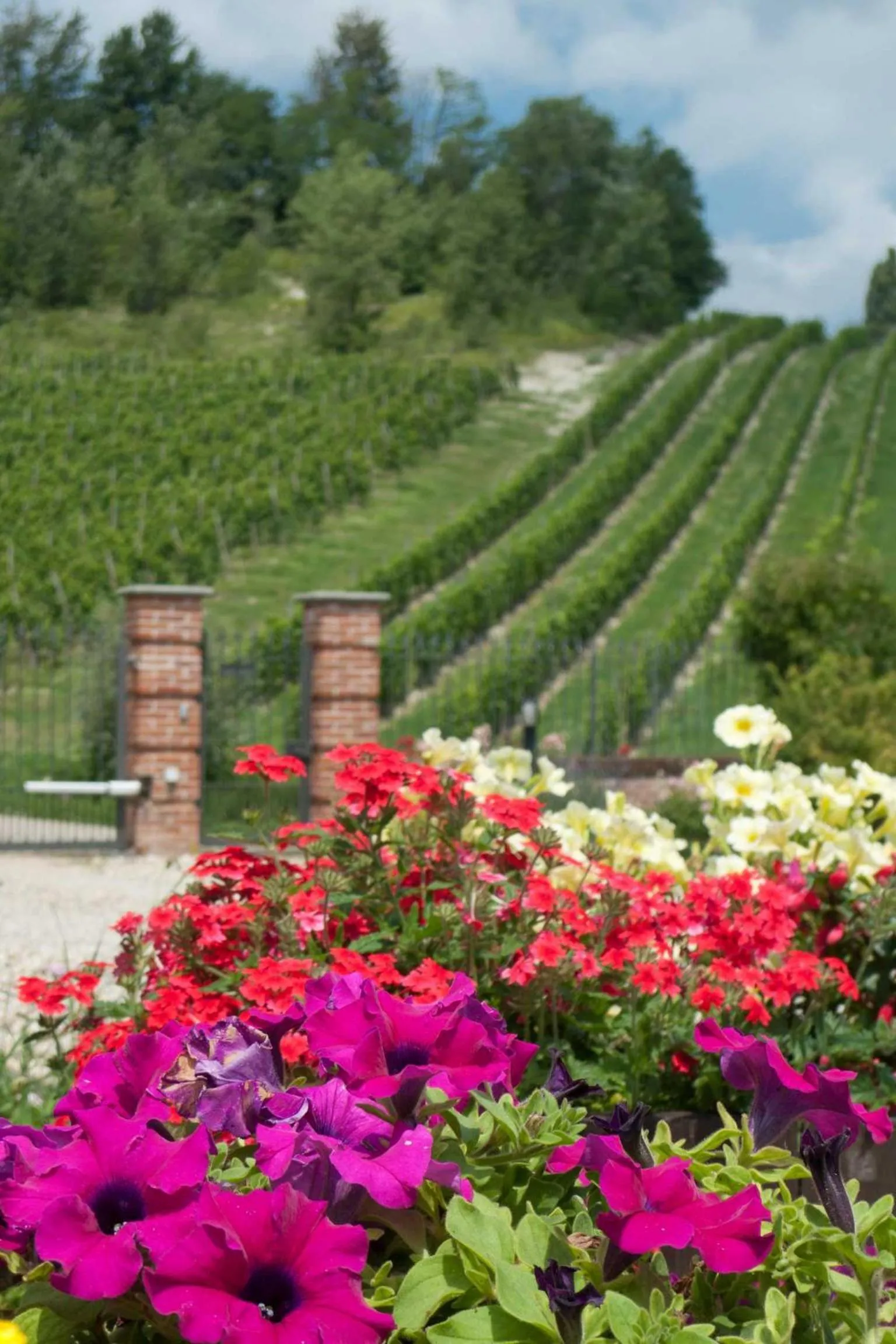 Summer in La Giribaldina Winery & Farmhouse