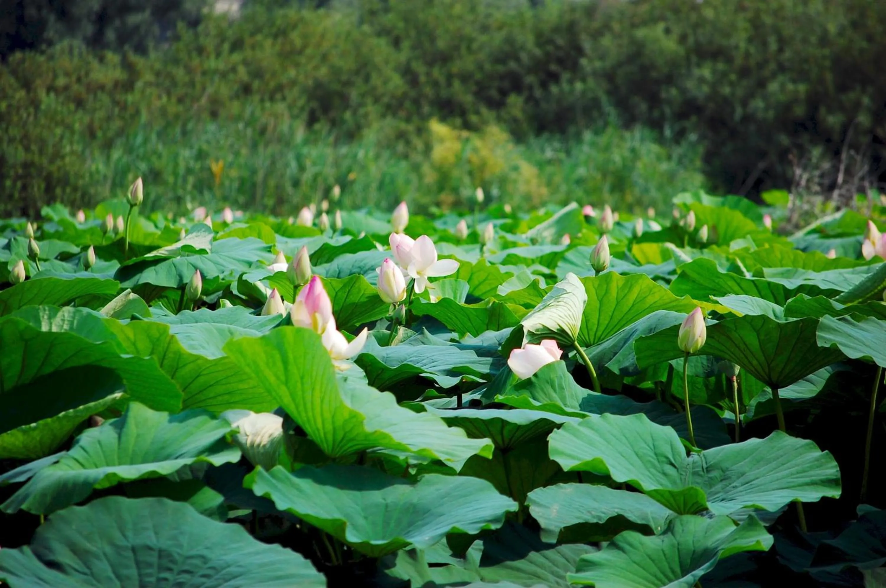 Other in Hotel dei Gonzaga, MantegnaHotels