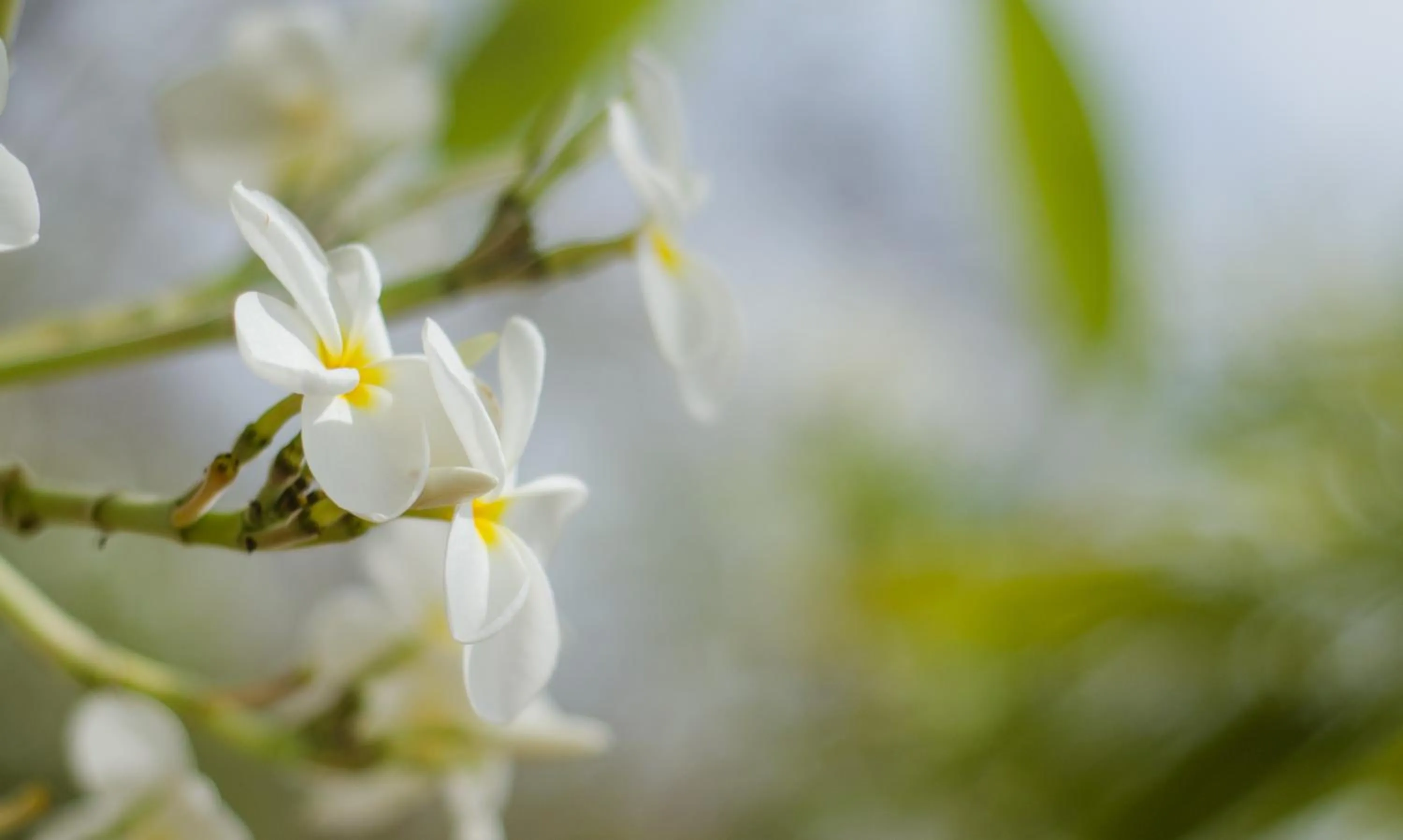 Children play ground in Casa de las Flores tropical
