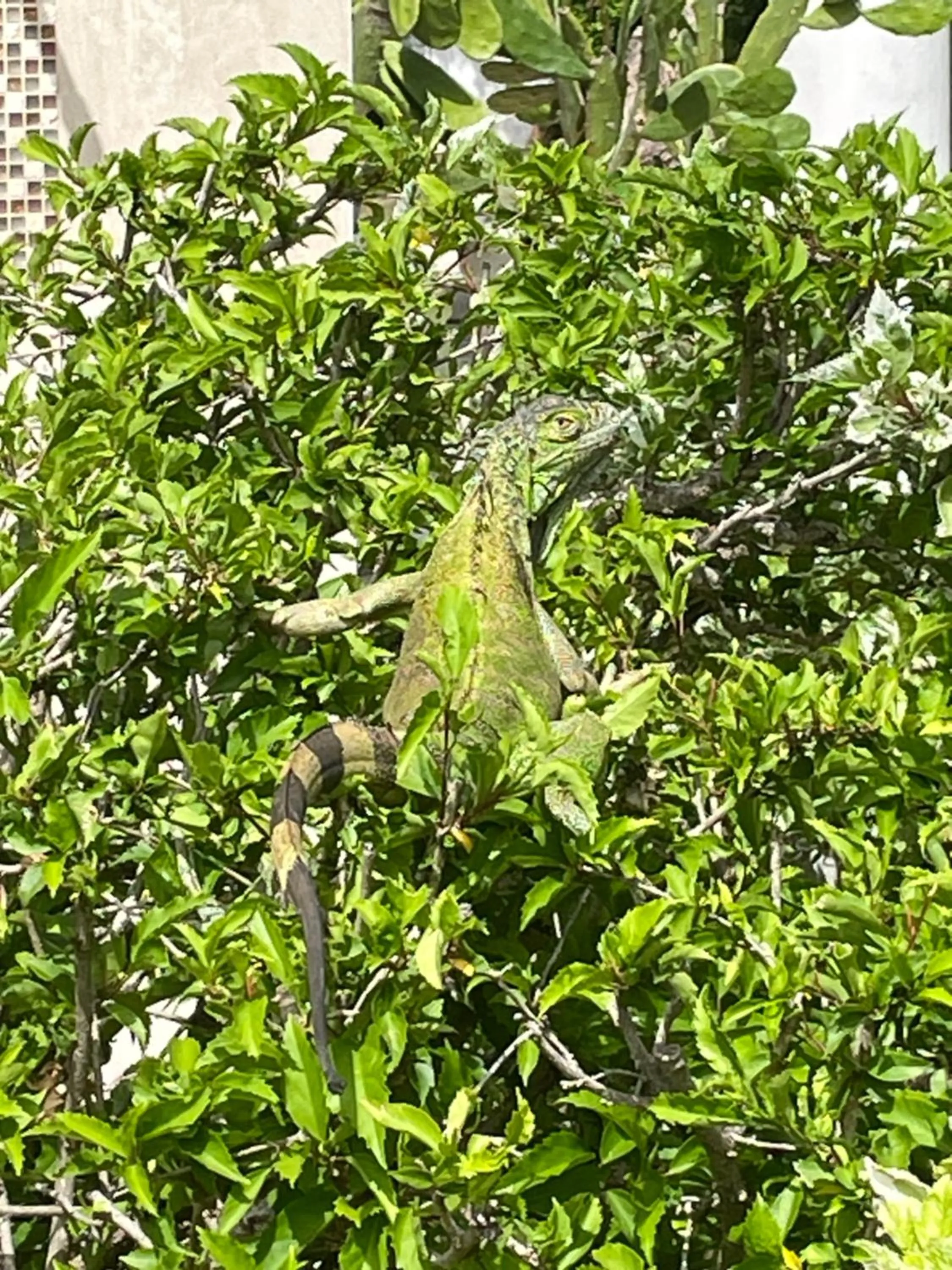 Natural landscape in Casa de las Flores tropical