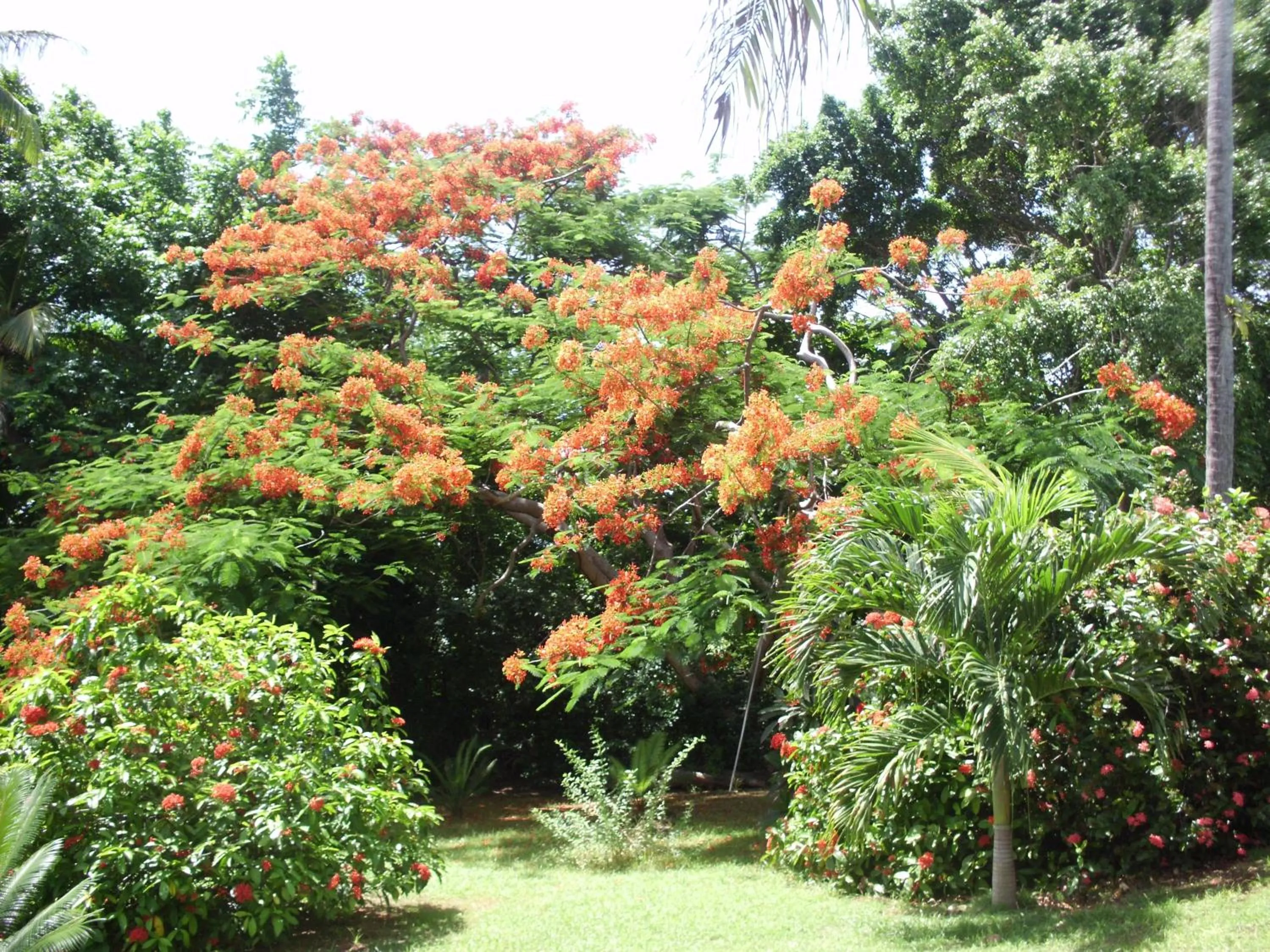 Garden in Casa de las Flores tropical