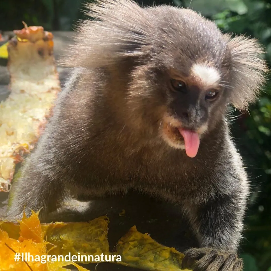 Animals in Pousada Lagamar