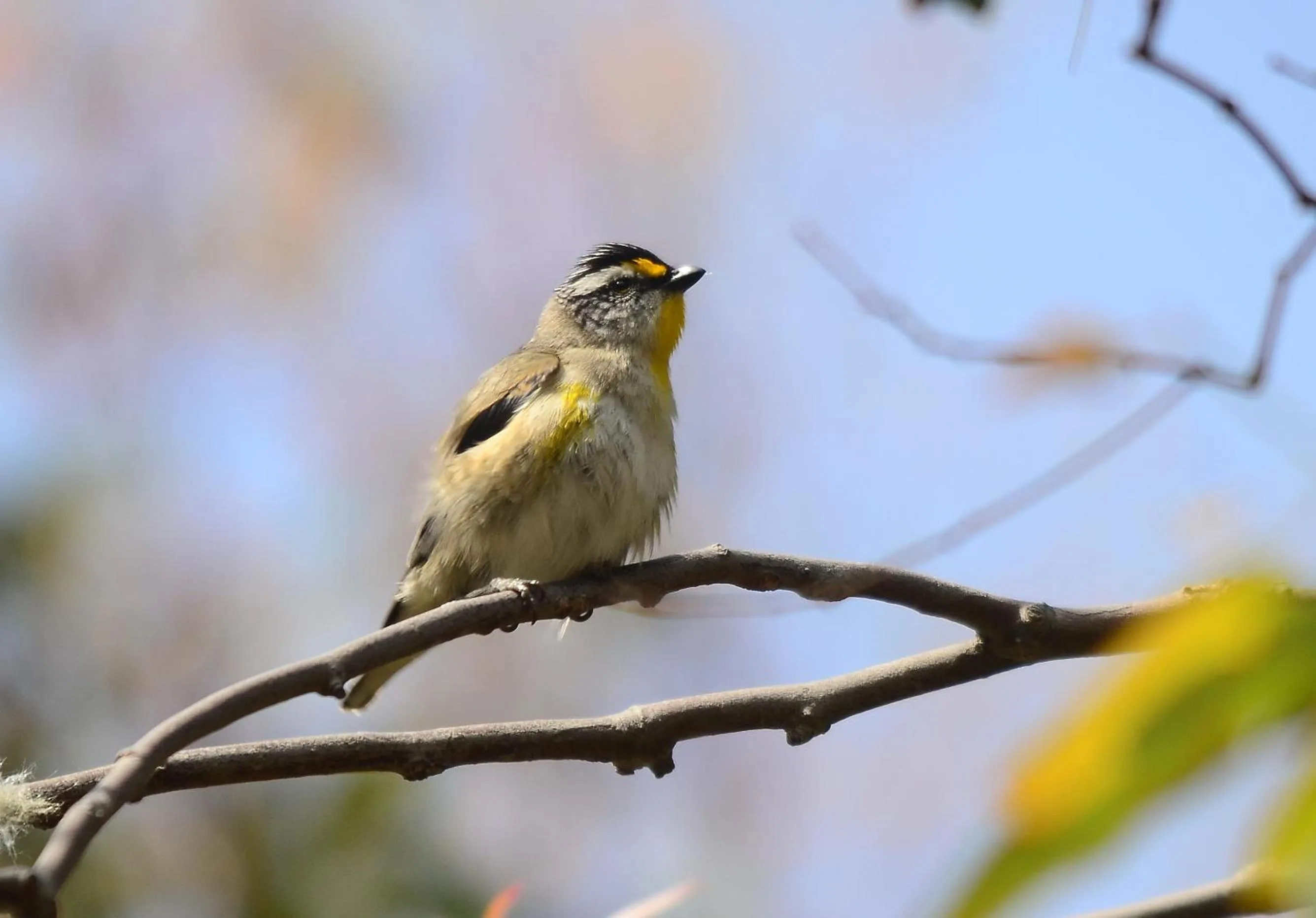 Animals in Grampians Getaway