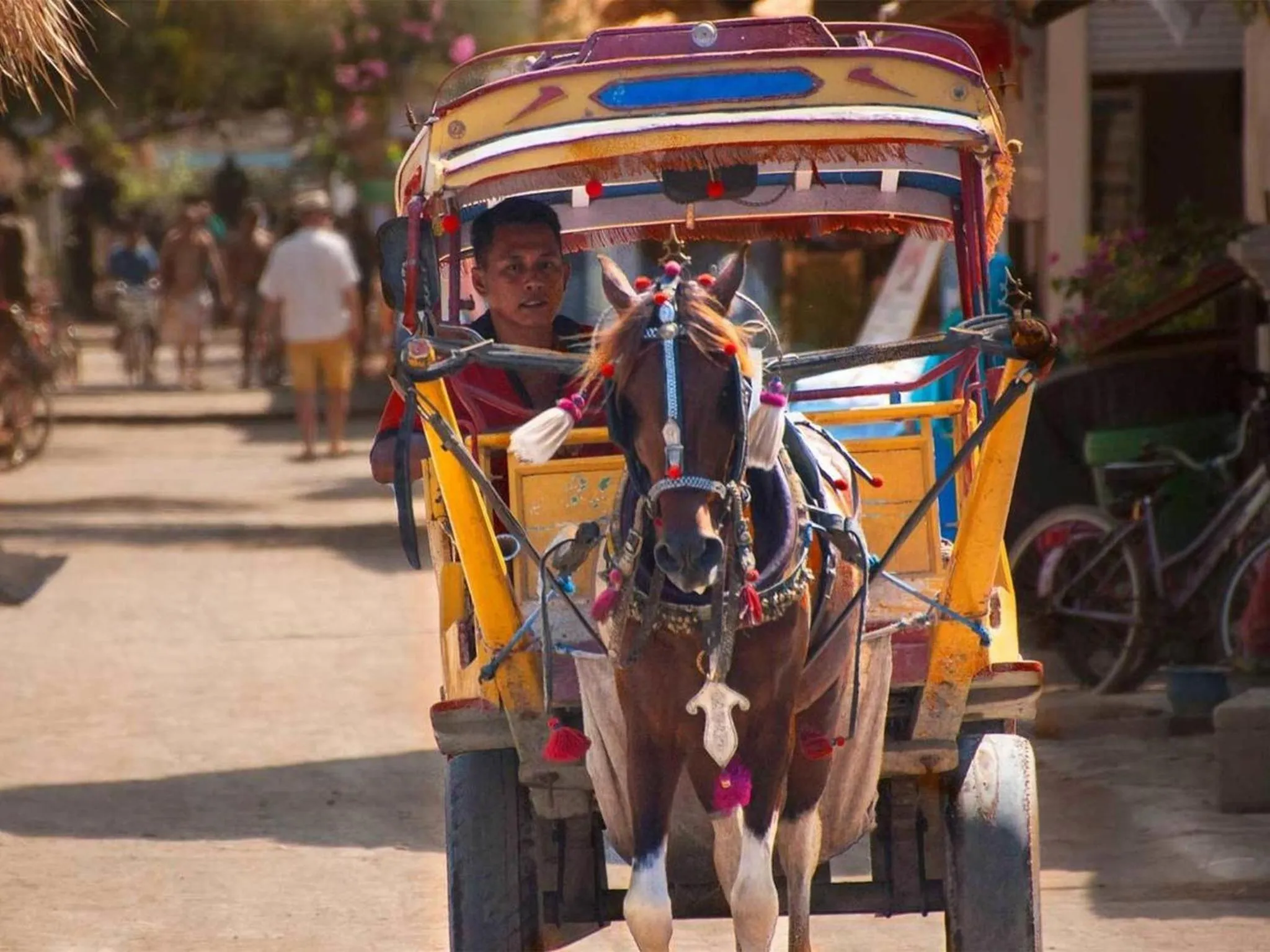 Animals in Dream Divers Resort