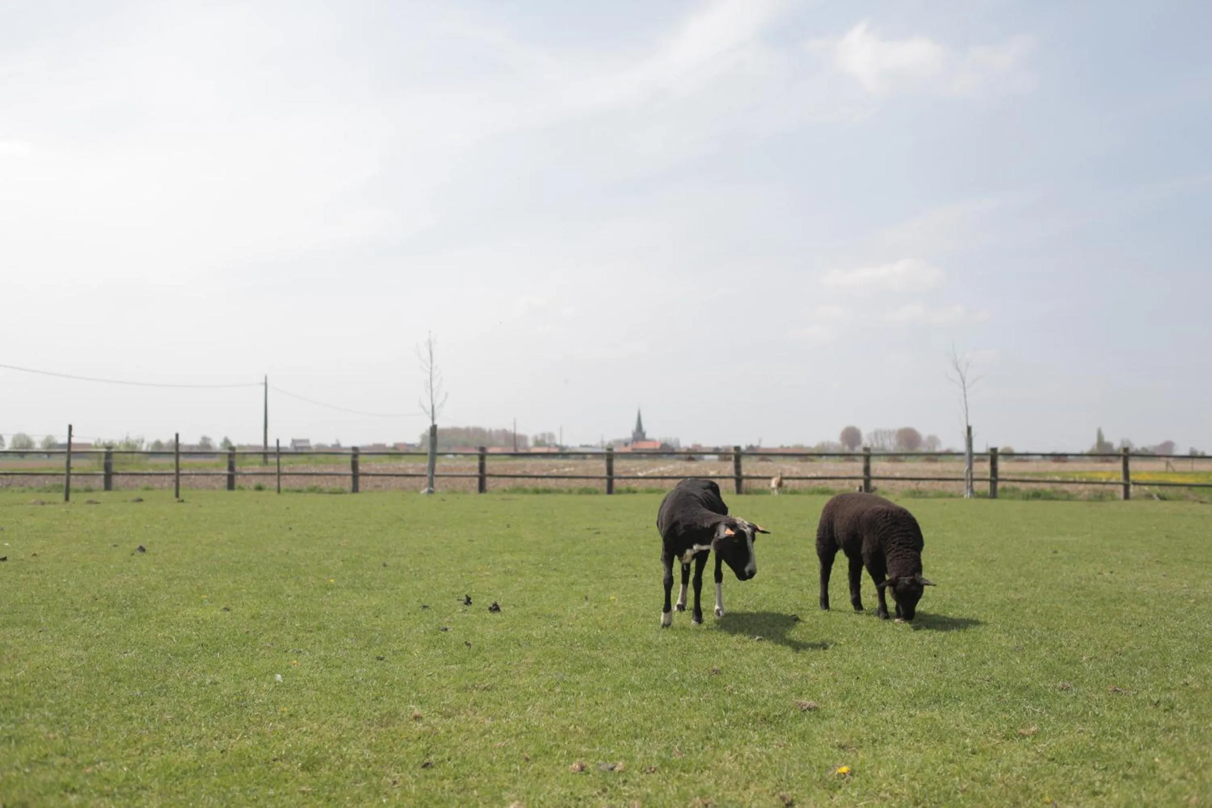 Animals in Gasthof Schraevenacker