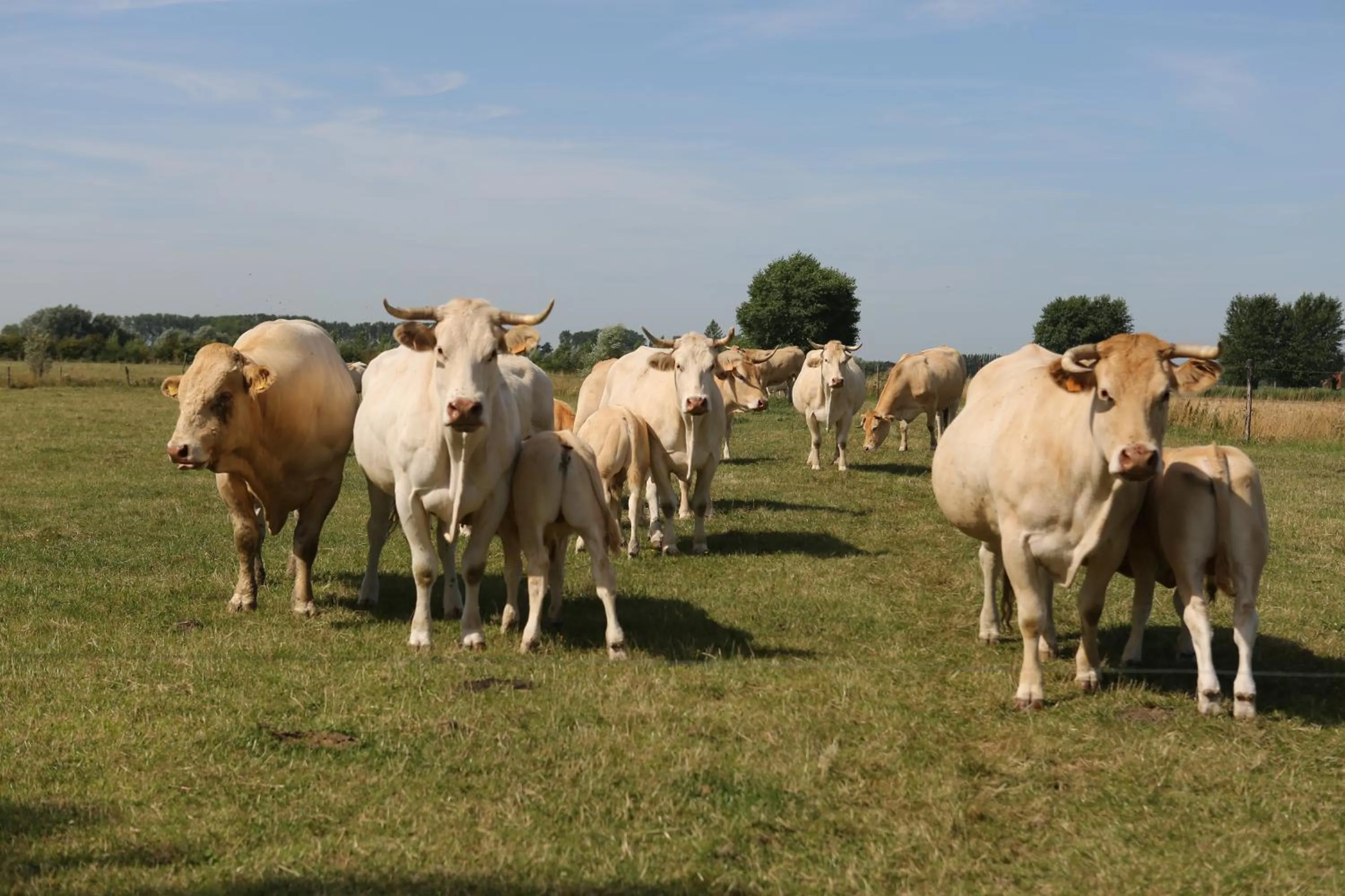 Animals in Gasthof Schraevenacker