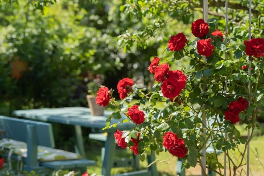 Garden in Gästehaus Sonne