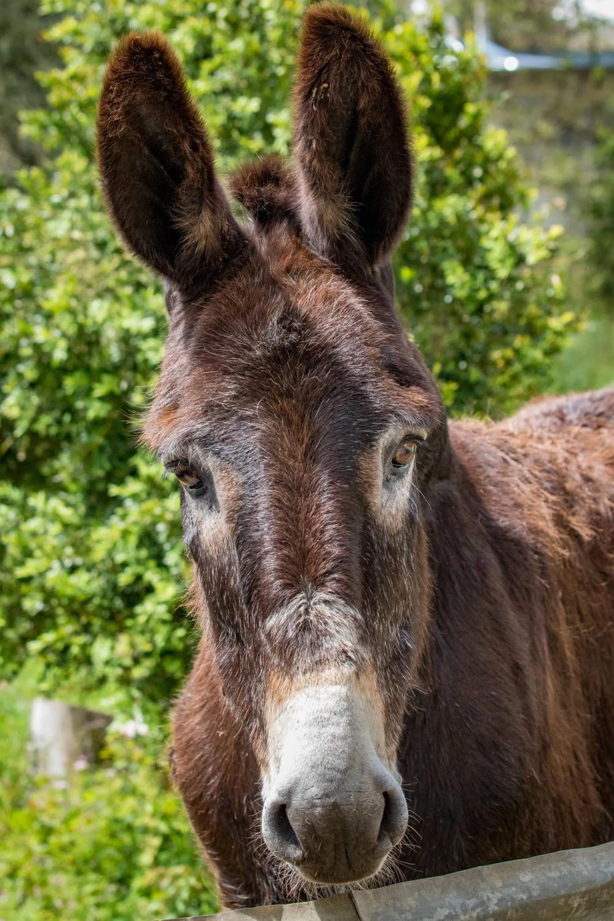 Pets in Quinta da Foz