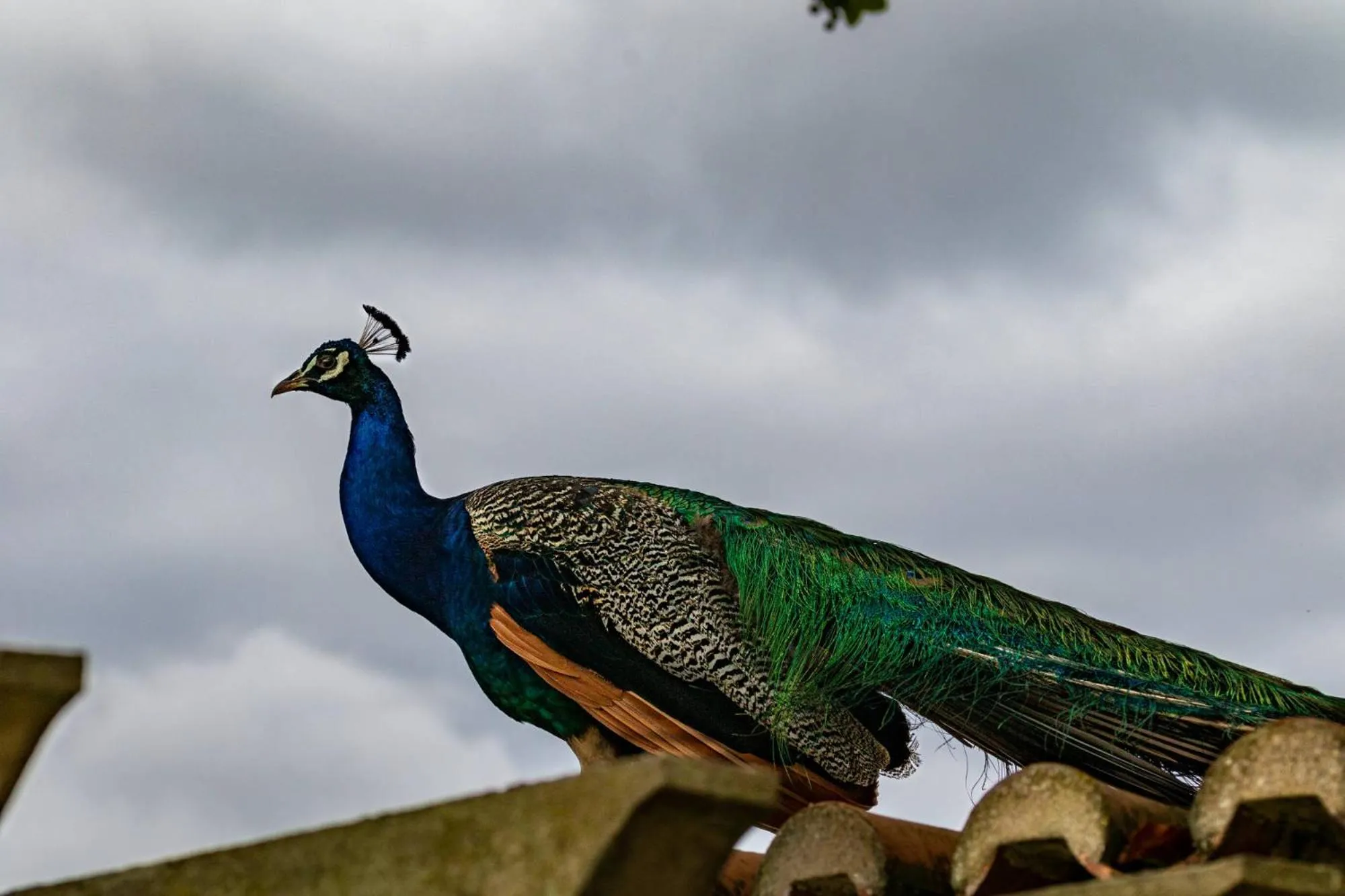 Animals in Quinta da Foz
