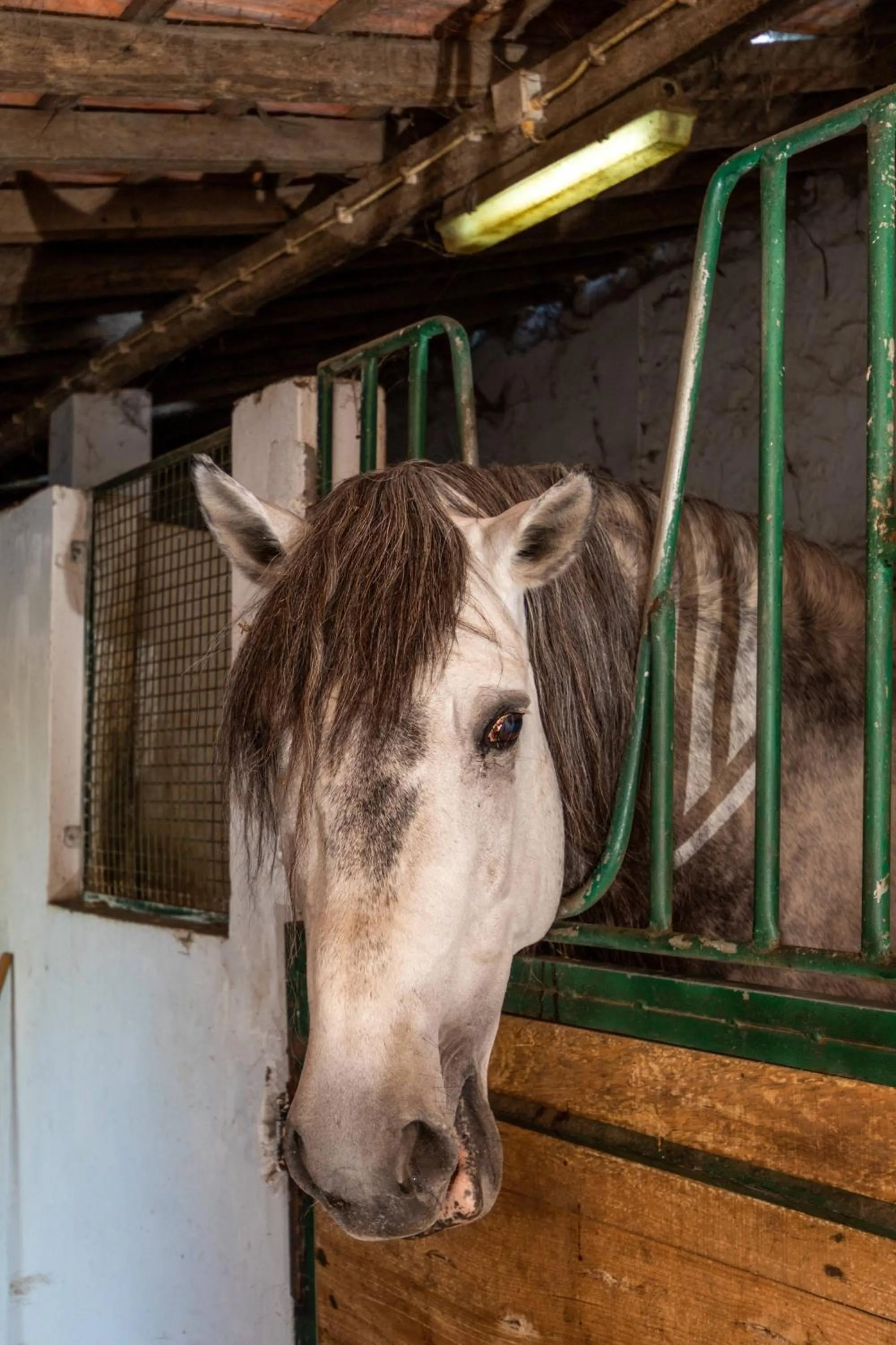 Animals in Quinta da Foz