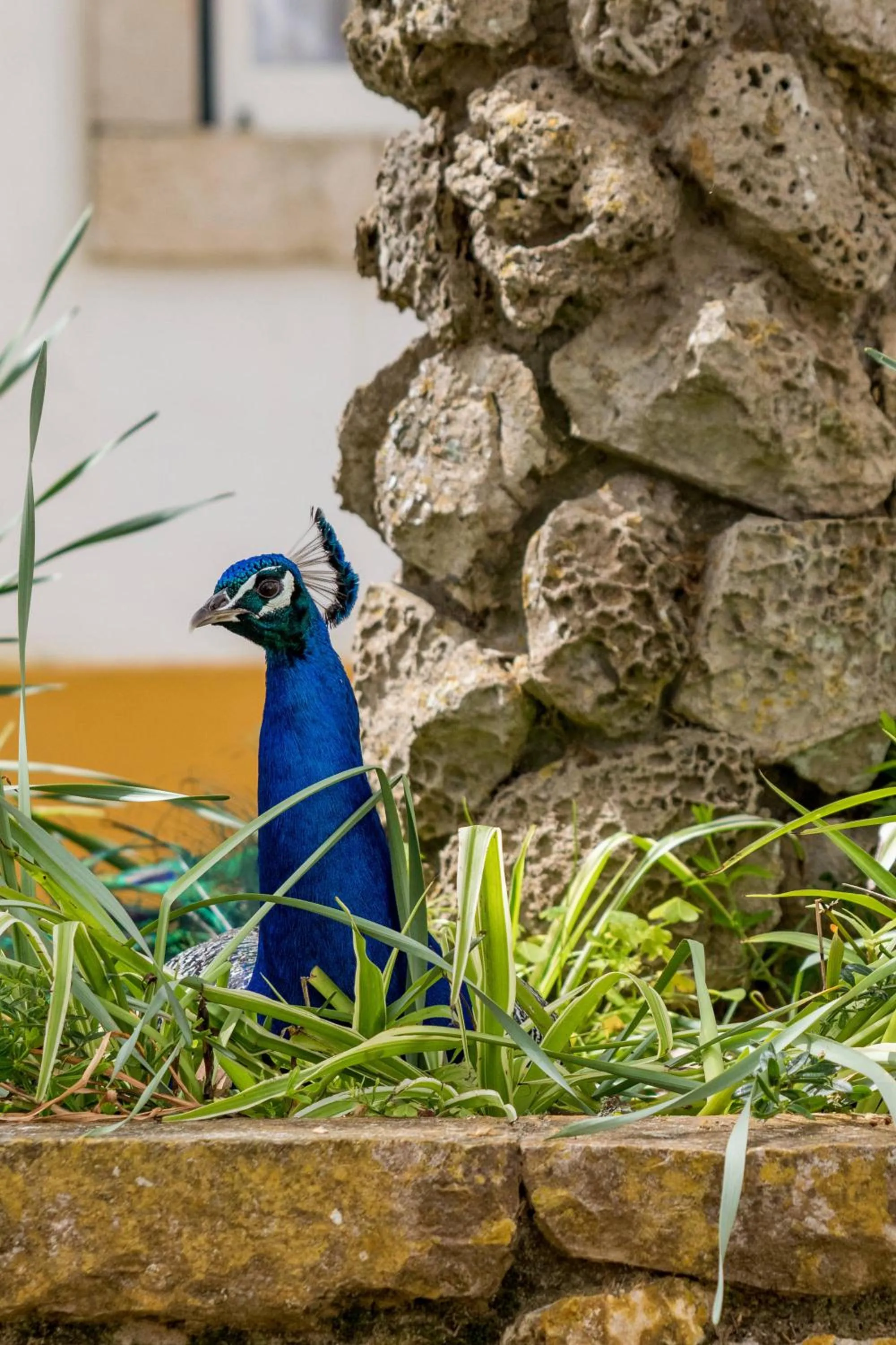Pets in Quinta da Foz