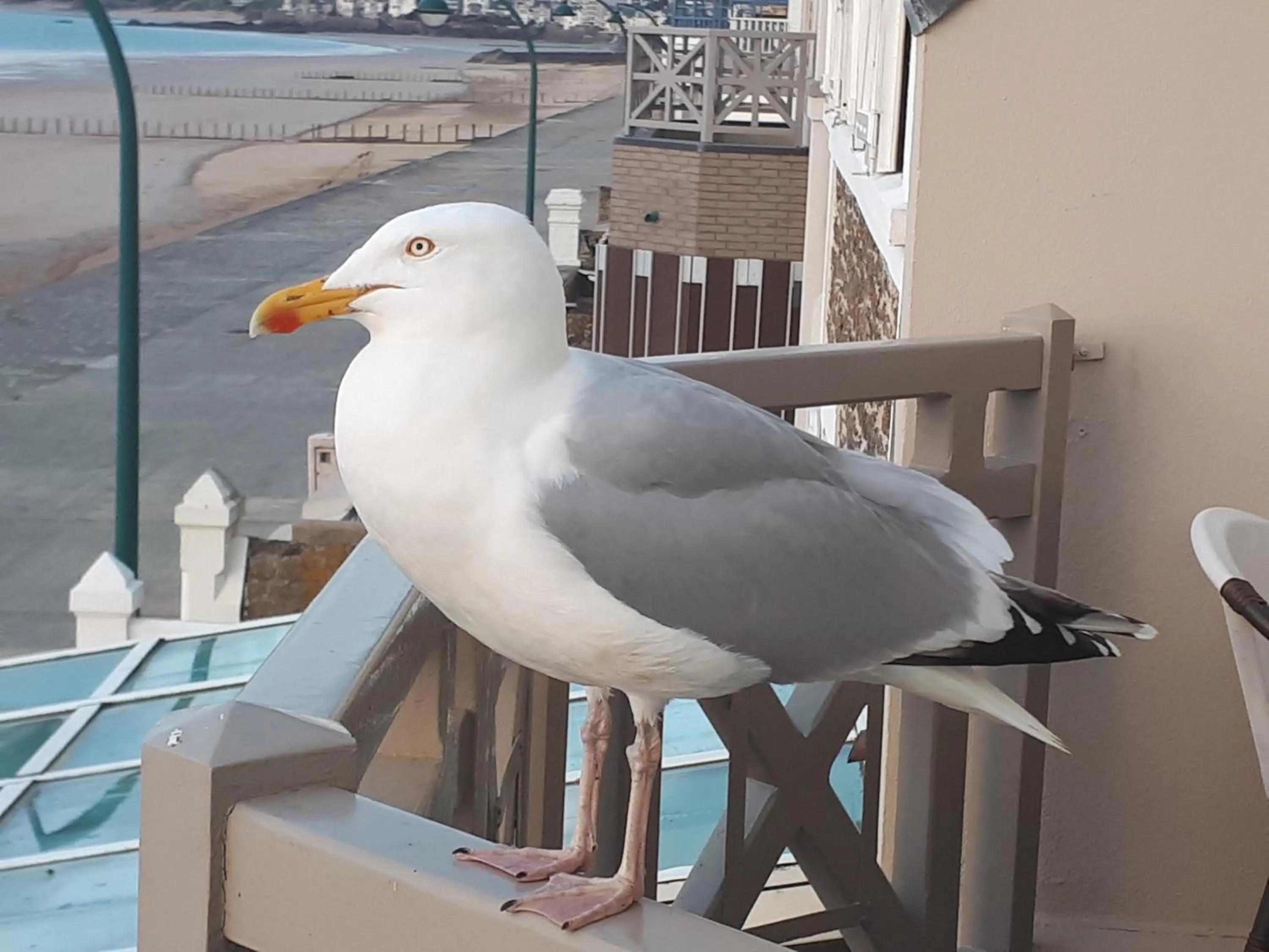 Pets in Hôtel Le Beaufort
