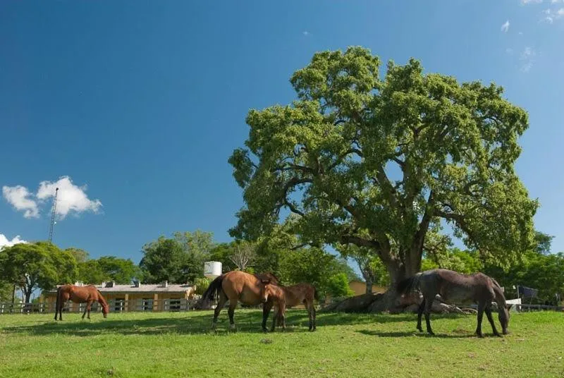 Entertainment in Pousada Chácara das Roseiras