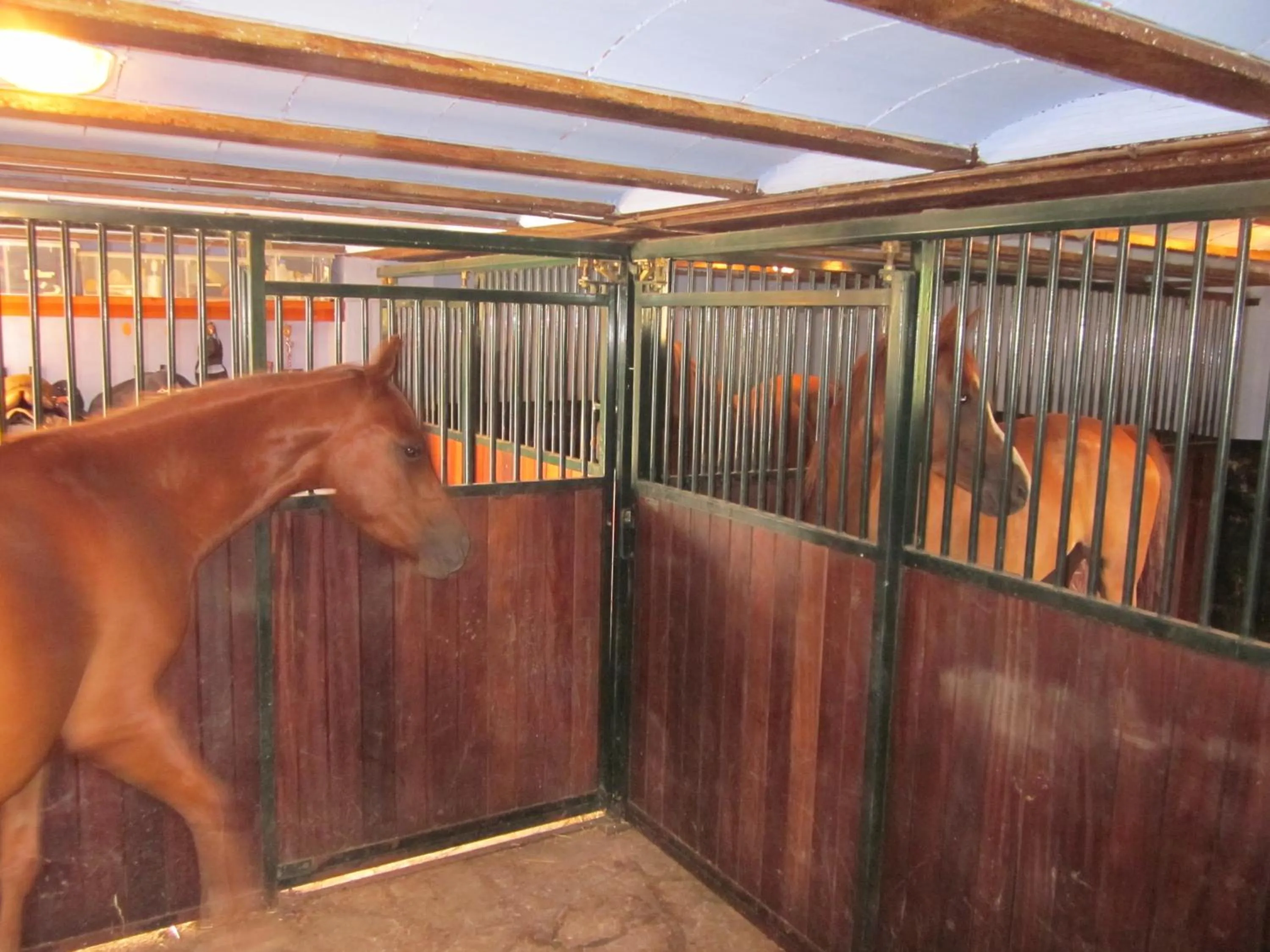 Animals in Casa Horta