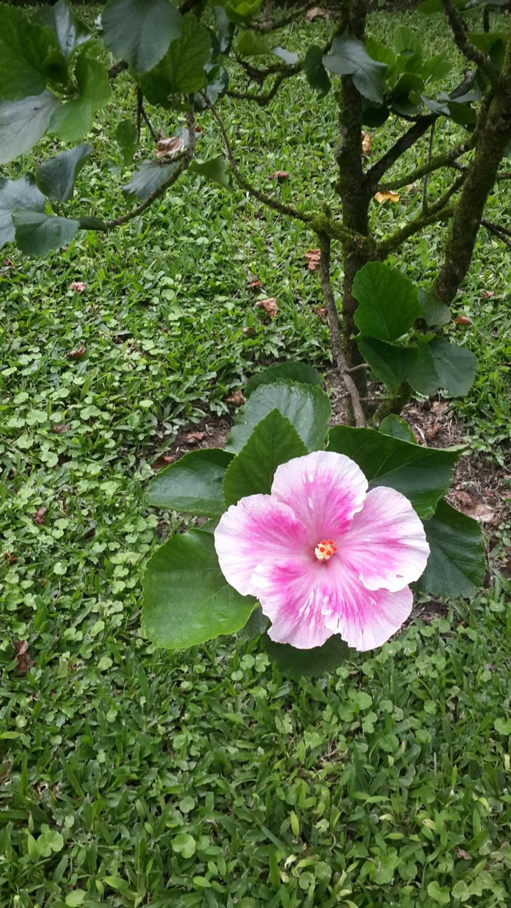 Garden in Hotel Villas Vilma