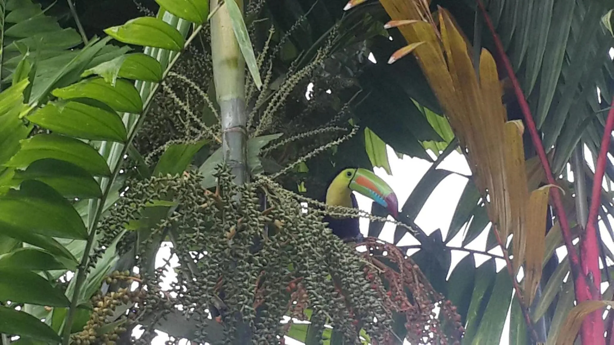 Animals in Hotel Villas Vilma