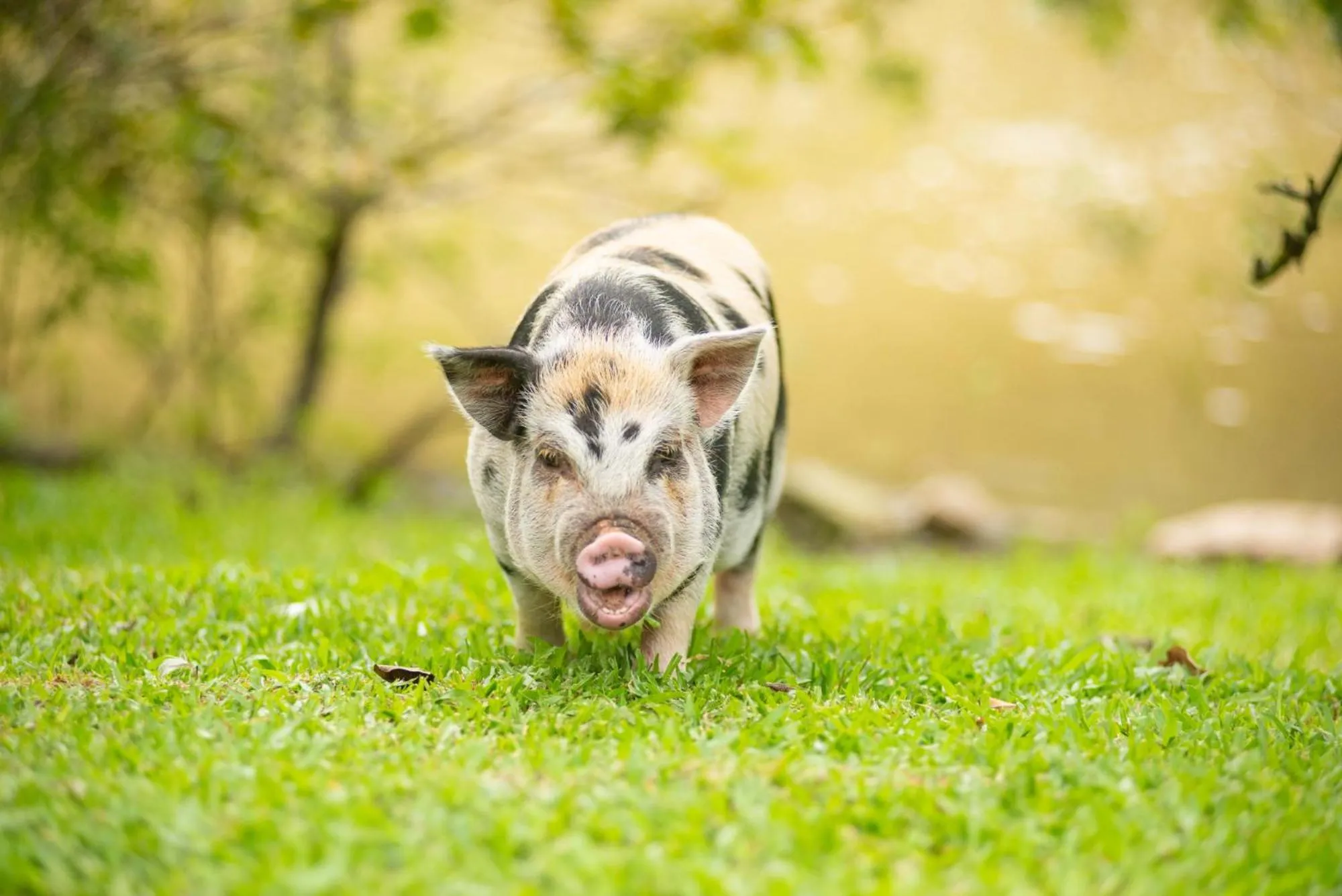 Animals in Fazzenda Park Resort