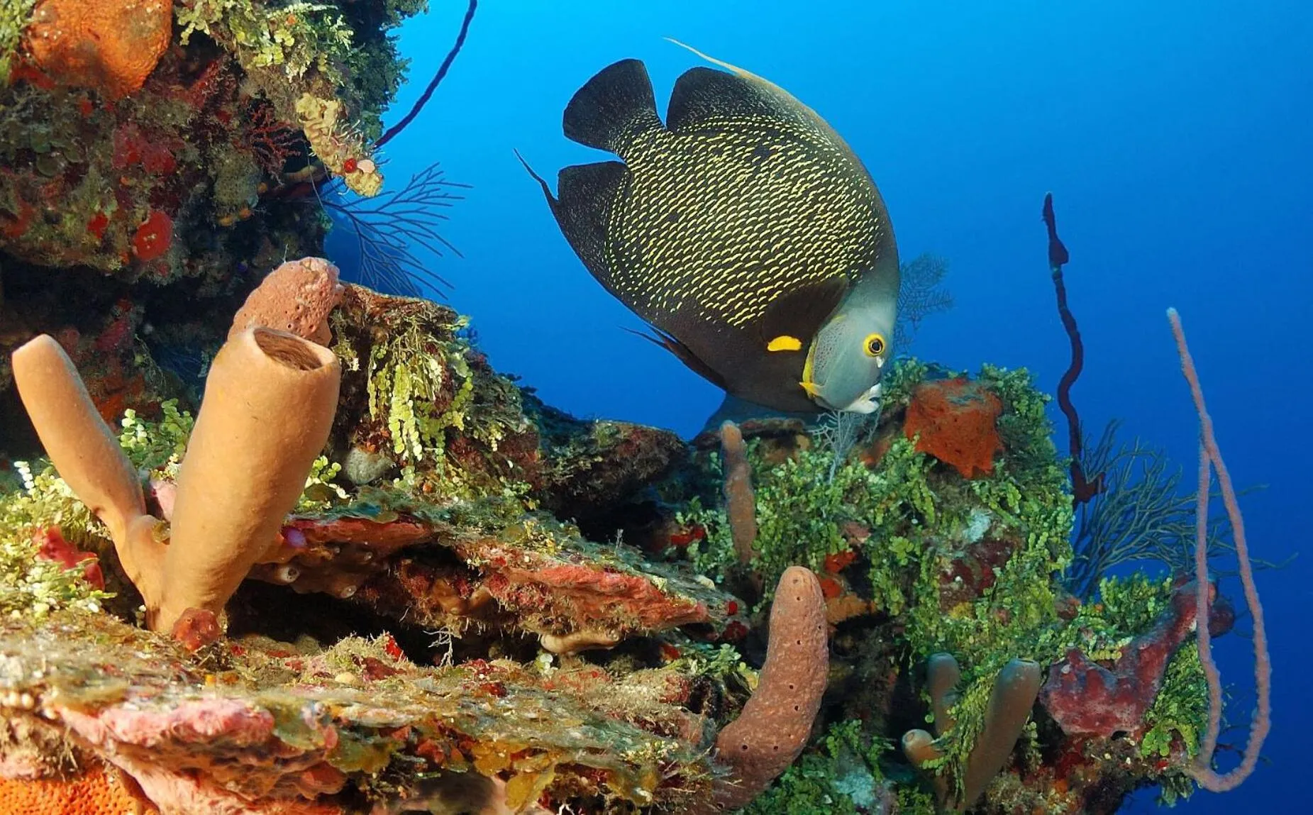 Diving in Mayan Princess Beach & Dive Resort