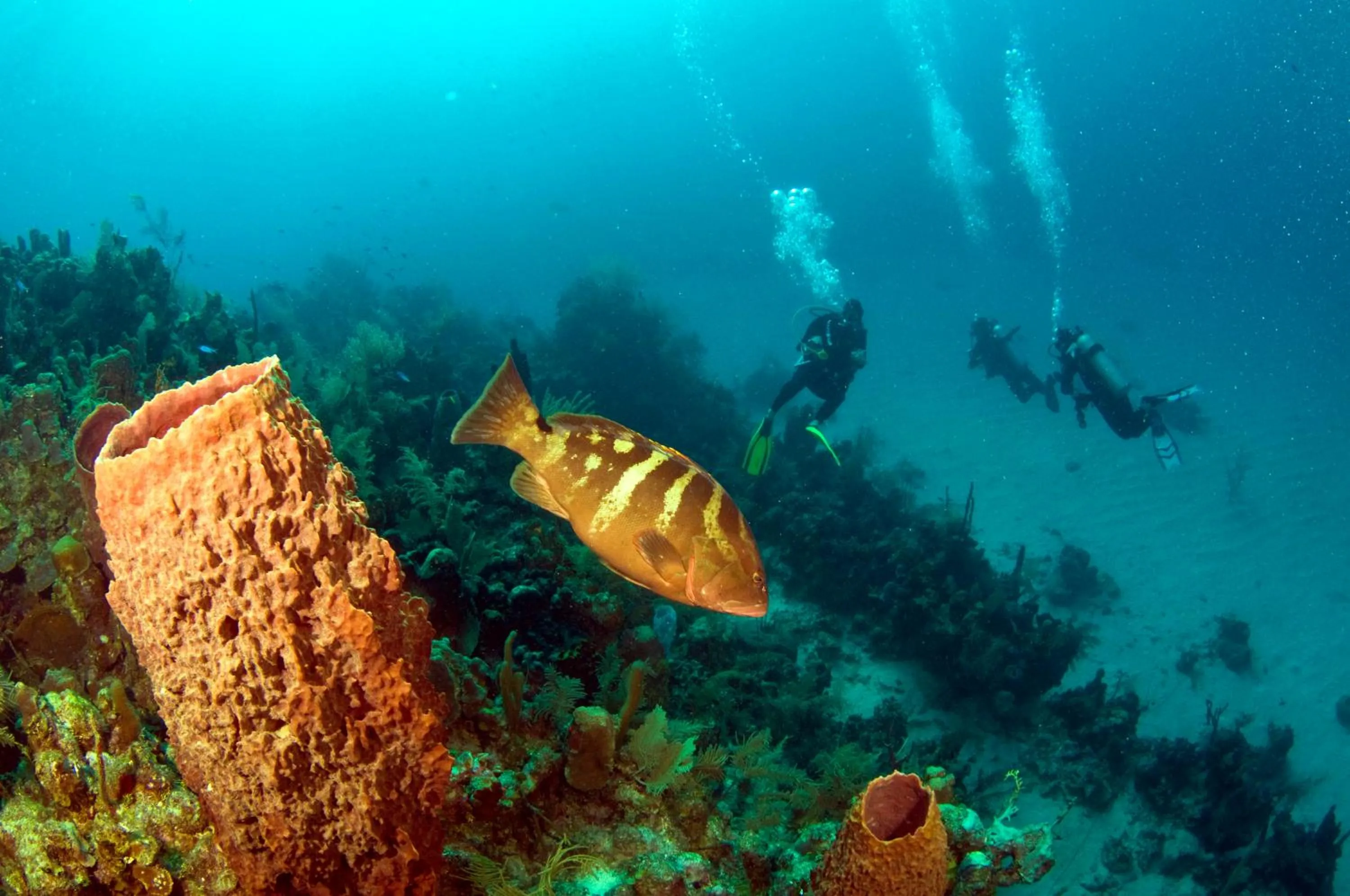 Diving in Mayan Princess Beach & Dive Resort