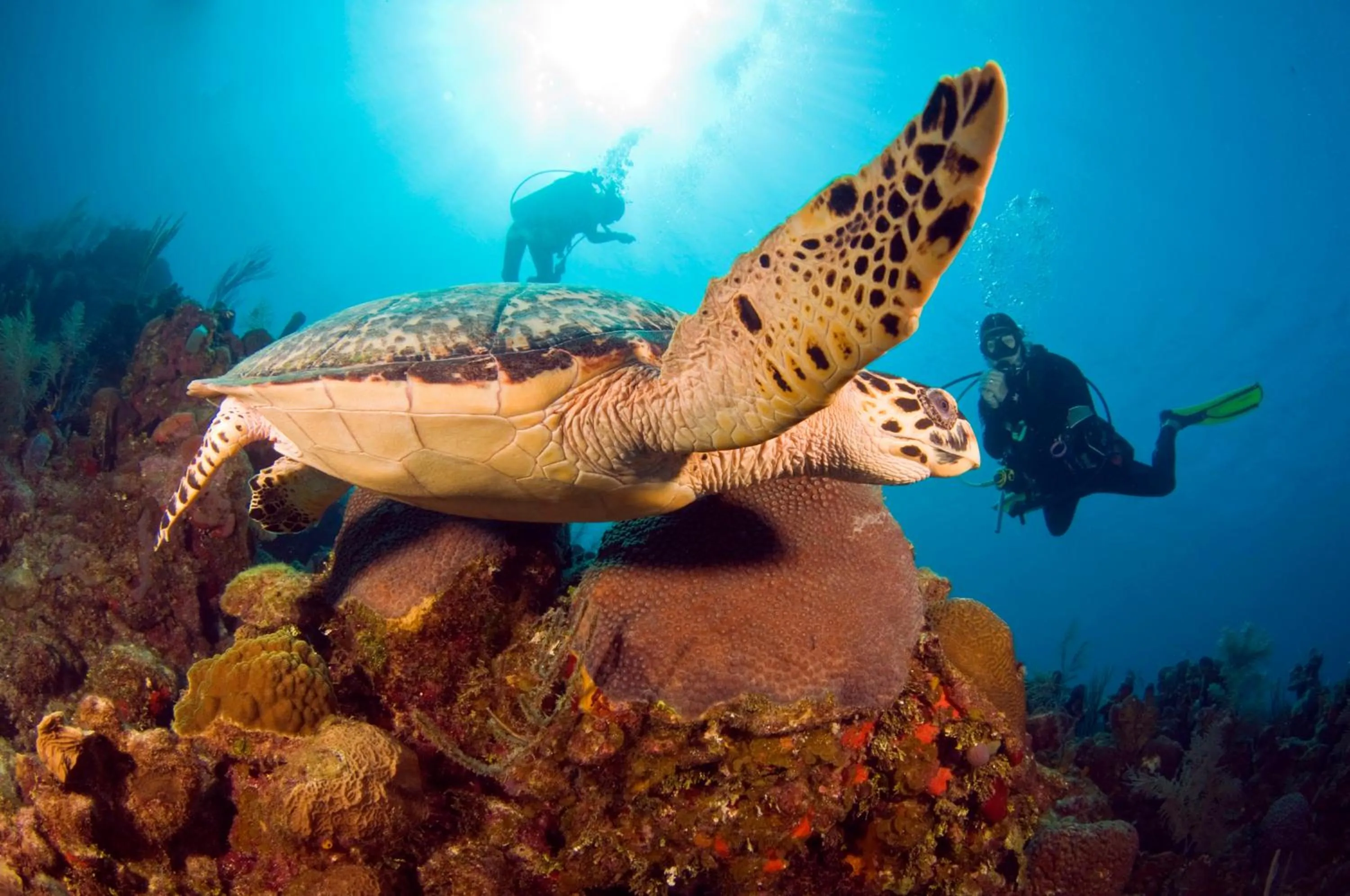 Animals in Mayan Princess Beach & Dive Resort