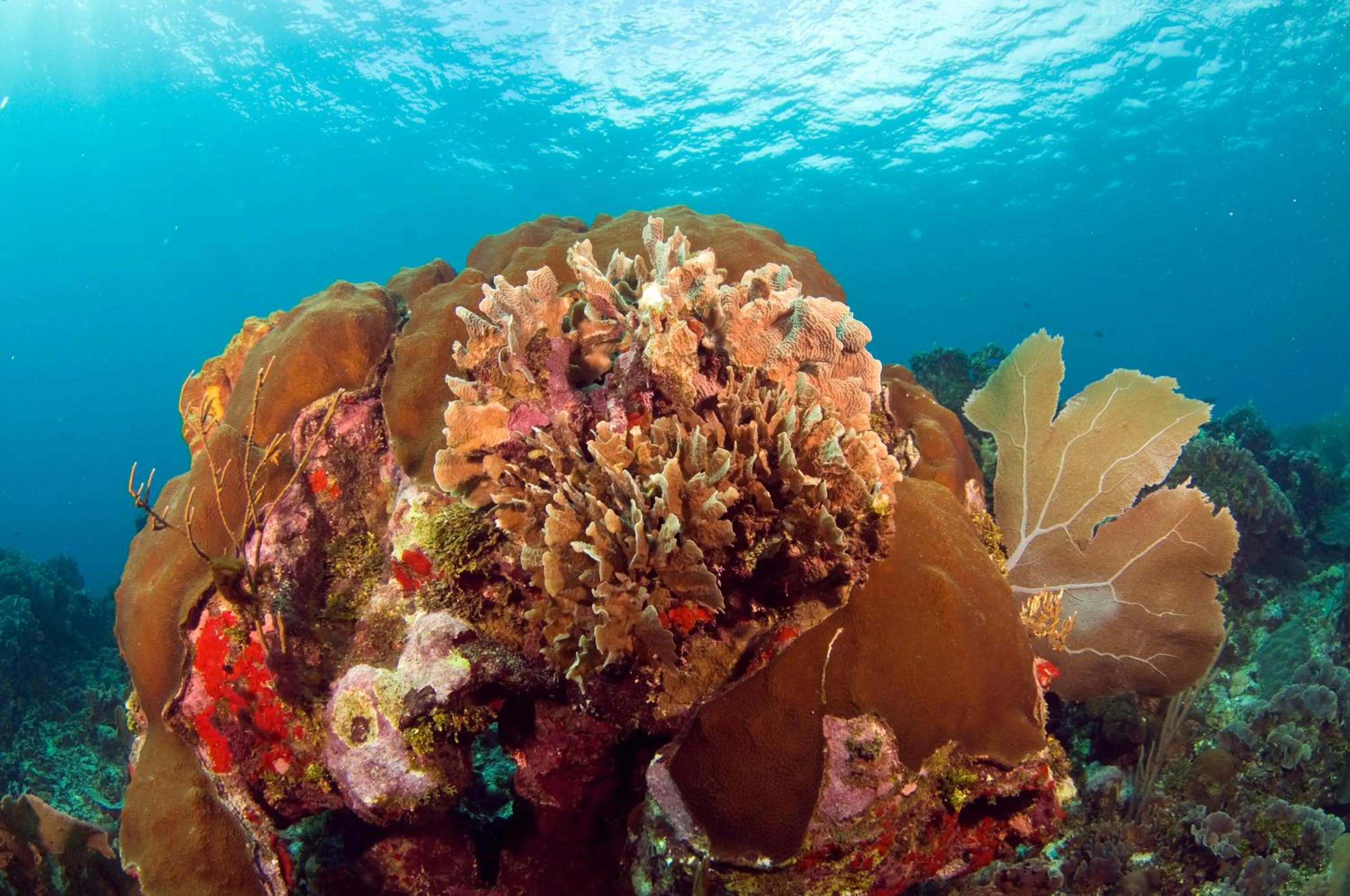Other in Mayan Princess Beach & Dive Resort