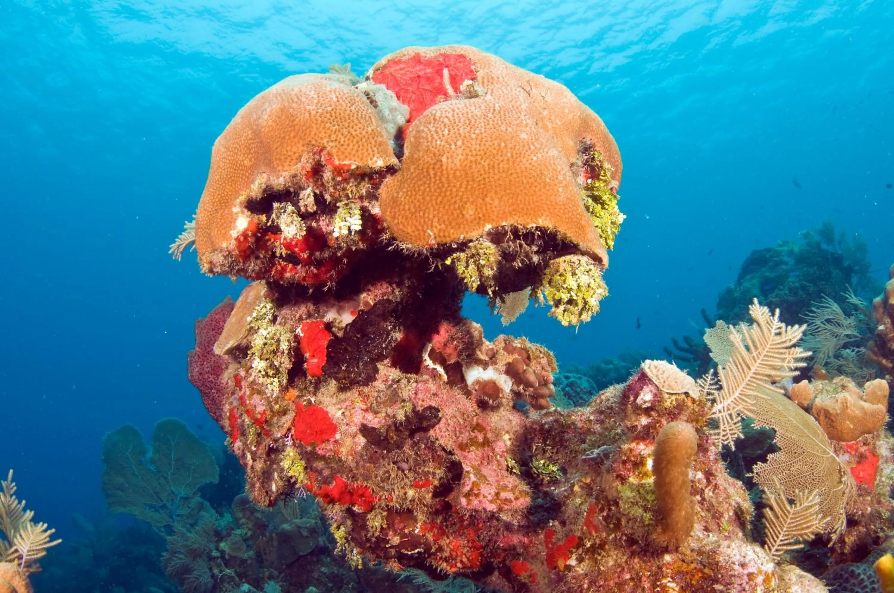 Other in Mayan Princess Beach & Dive Resort