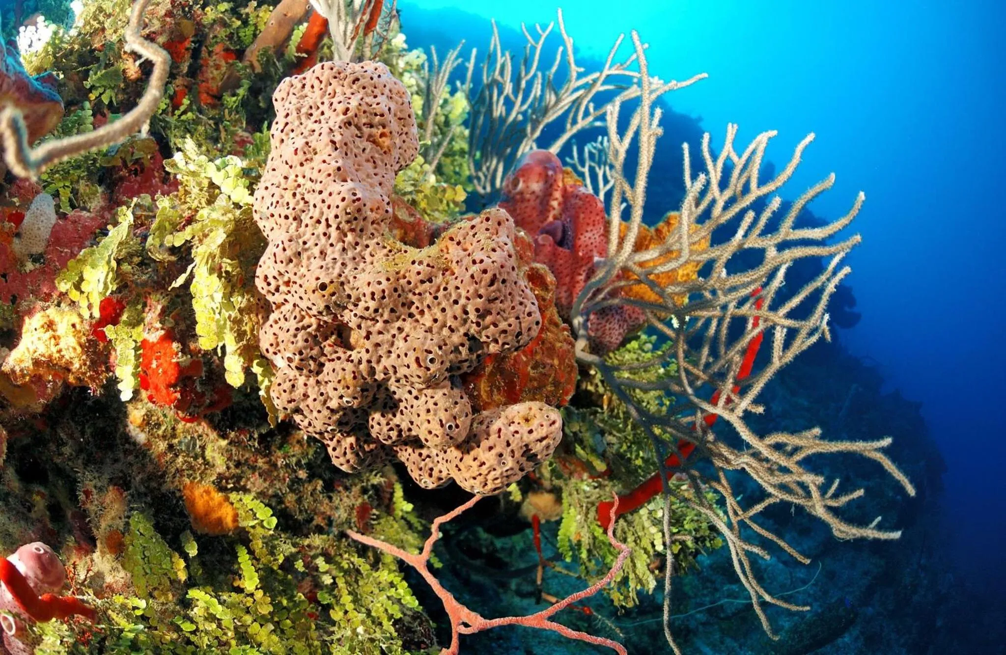 Diving in Mayan Princess Beach & Dive Resort