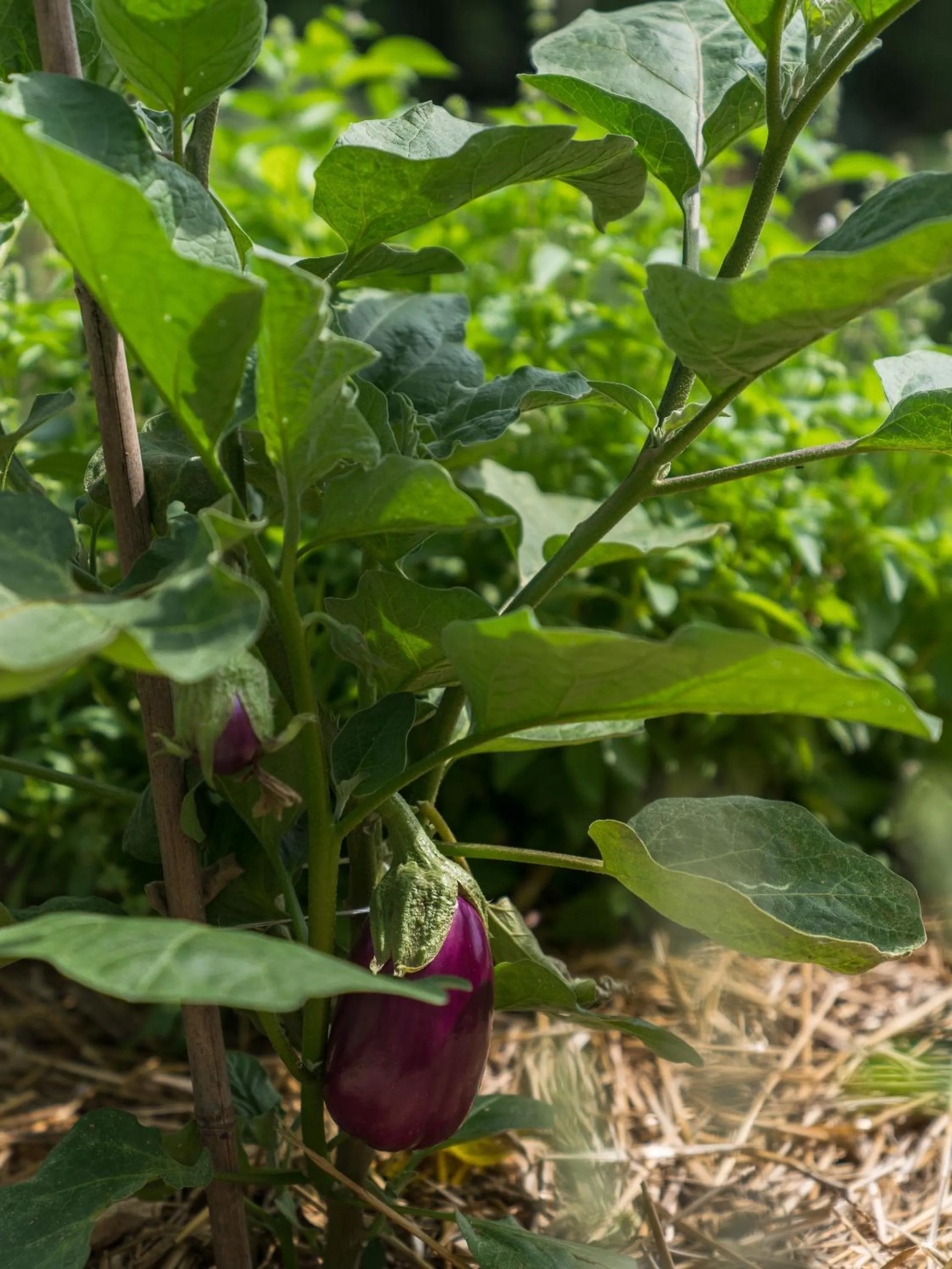 Natural landscape in Cà Toresele Relais Osteria Garden