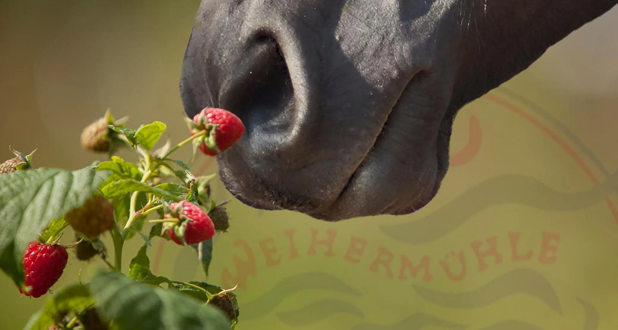Property logo or sign in SaarlandTraum Weihermühle