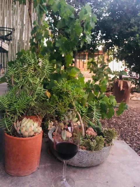 Garden in Yellow House Prince Albert