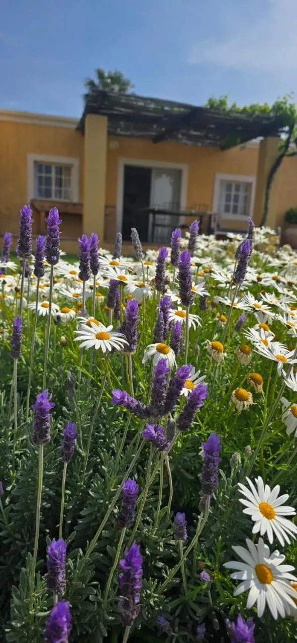 Garden in Yellow House Prince Albert